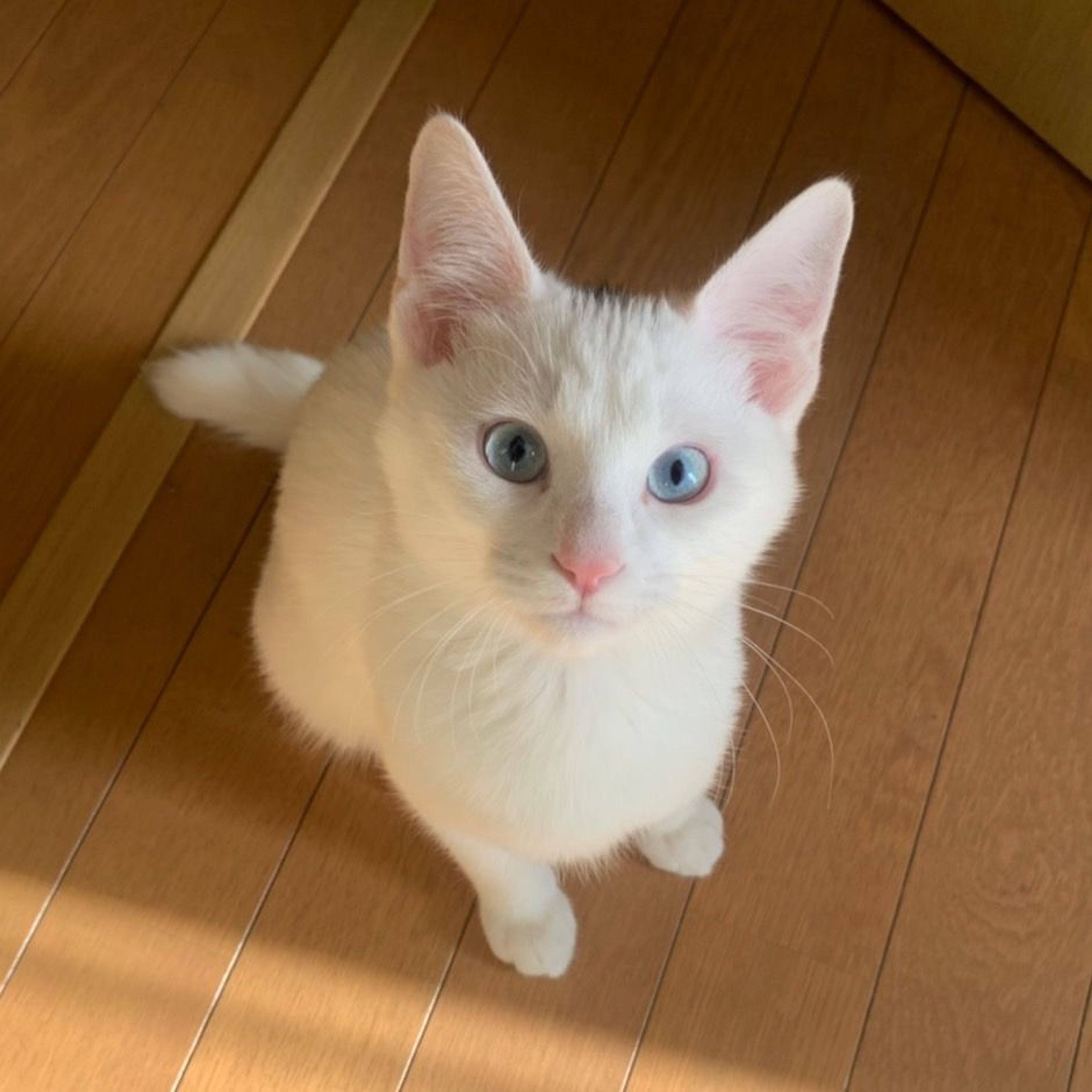pet-image-3
