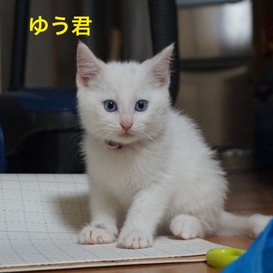 ゆうの写真