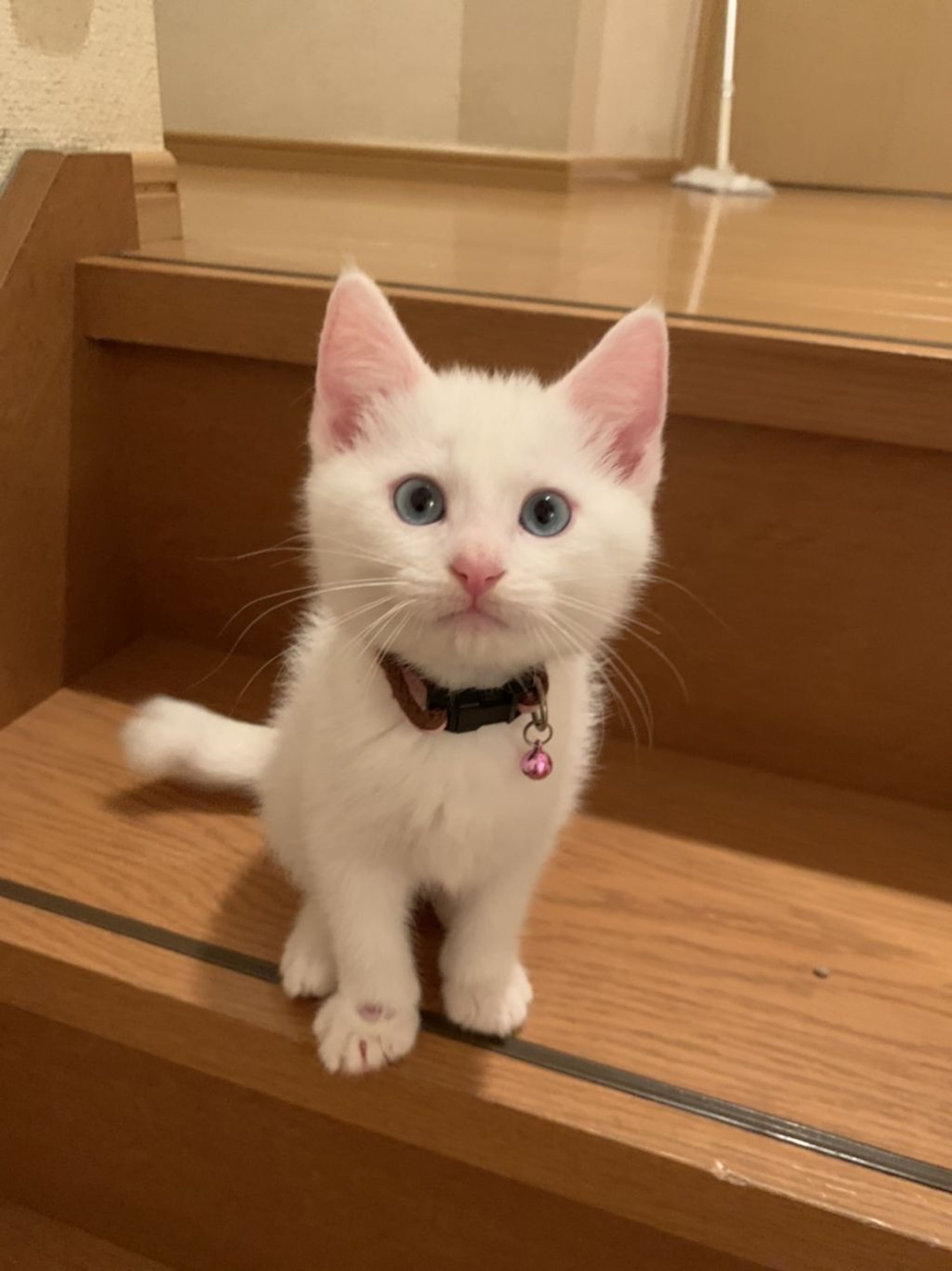 pet-image-4