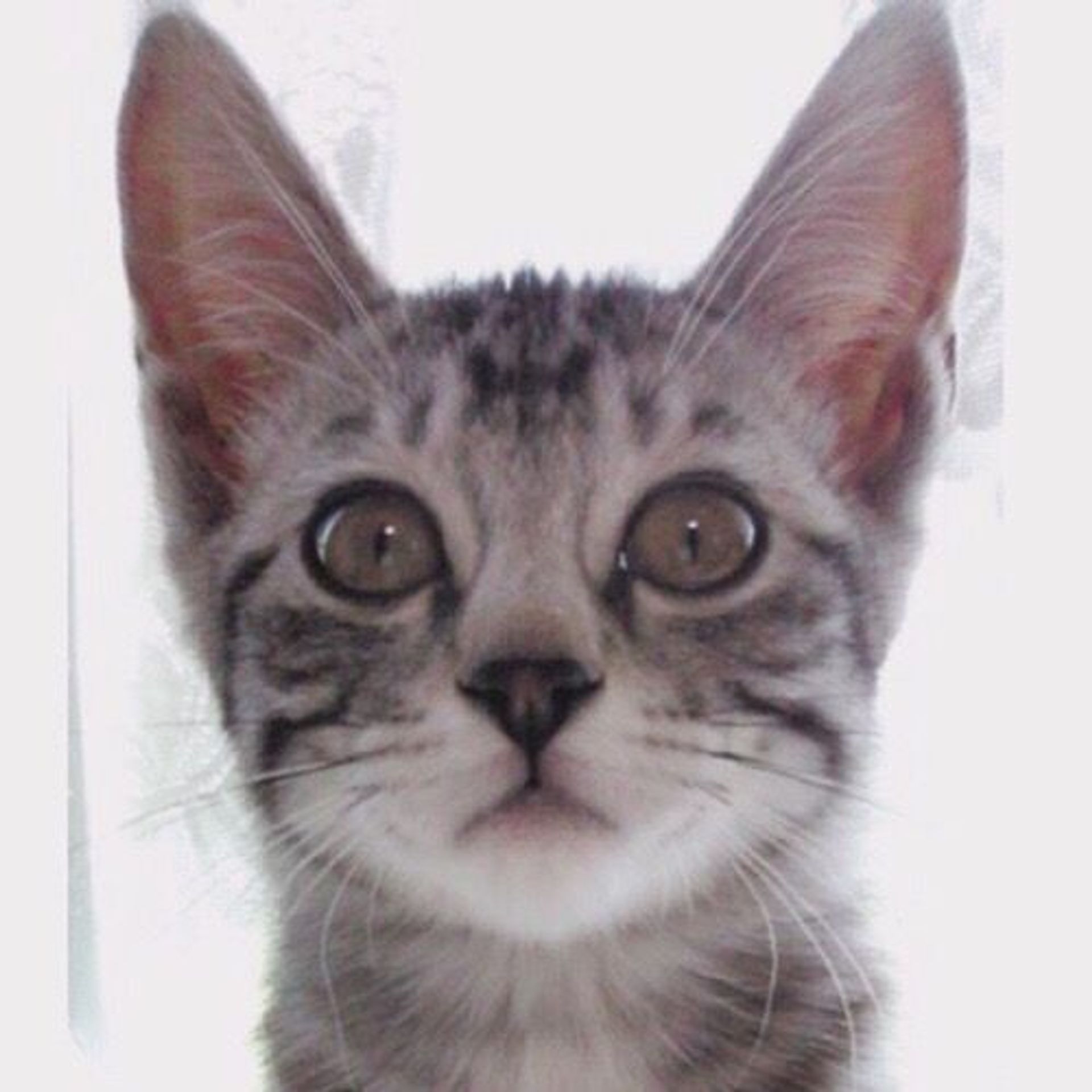 雑種（ミックス猫）・メスの里親募集の写真