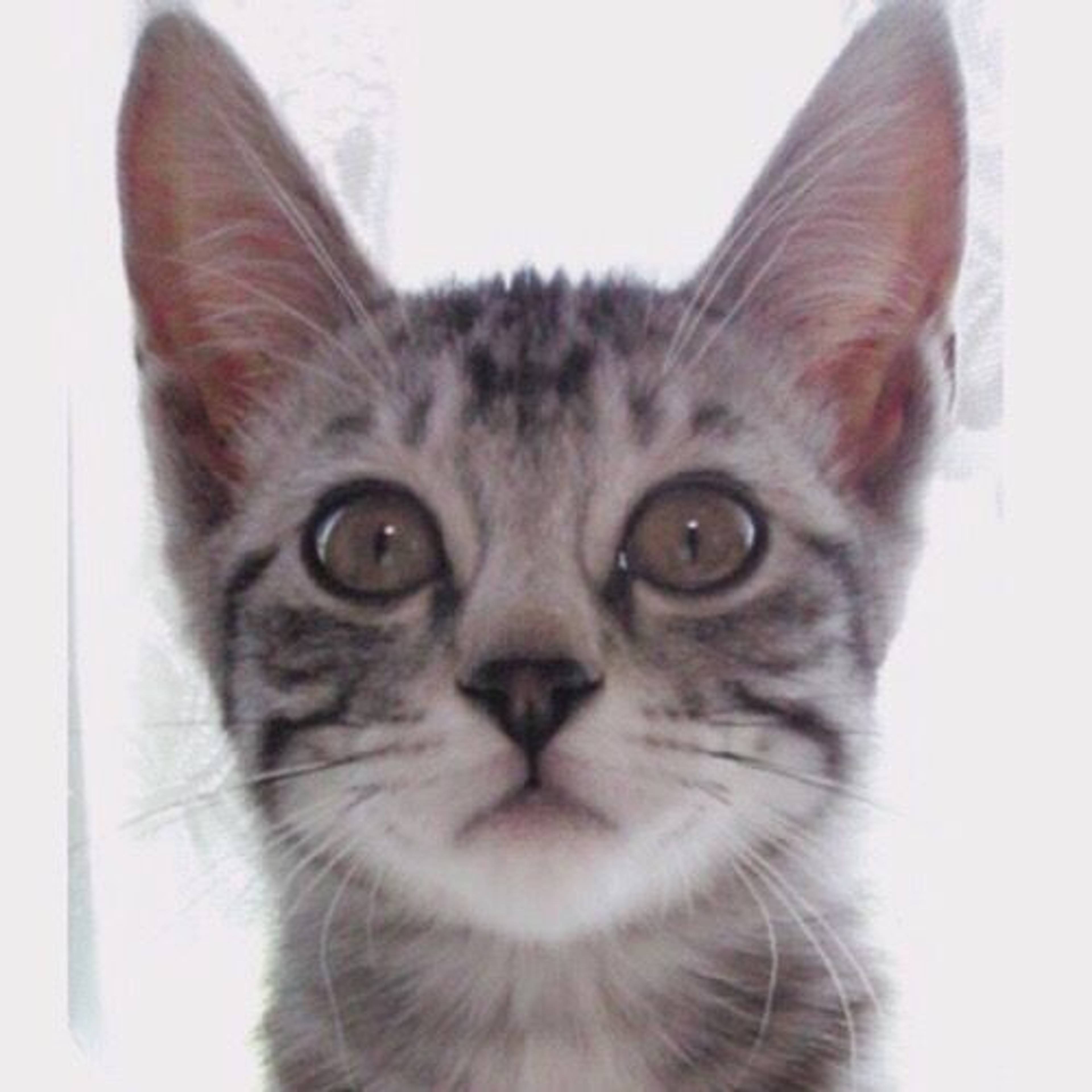 雑種（ミックス猫）・メスの里親募集の写真