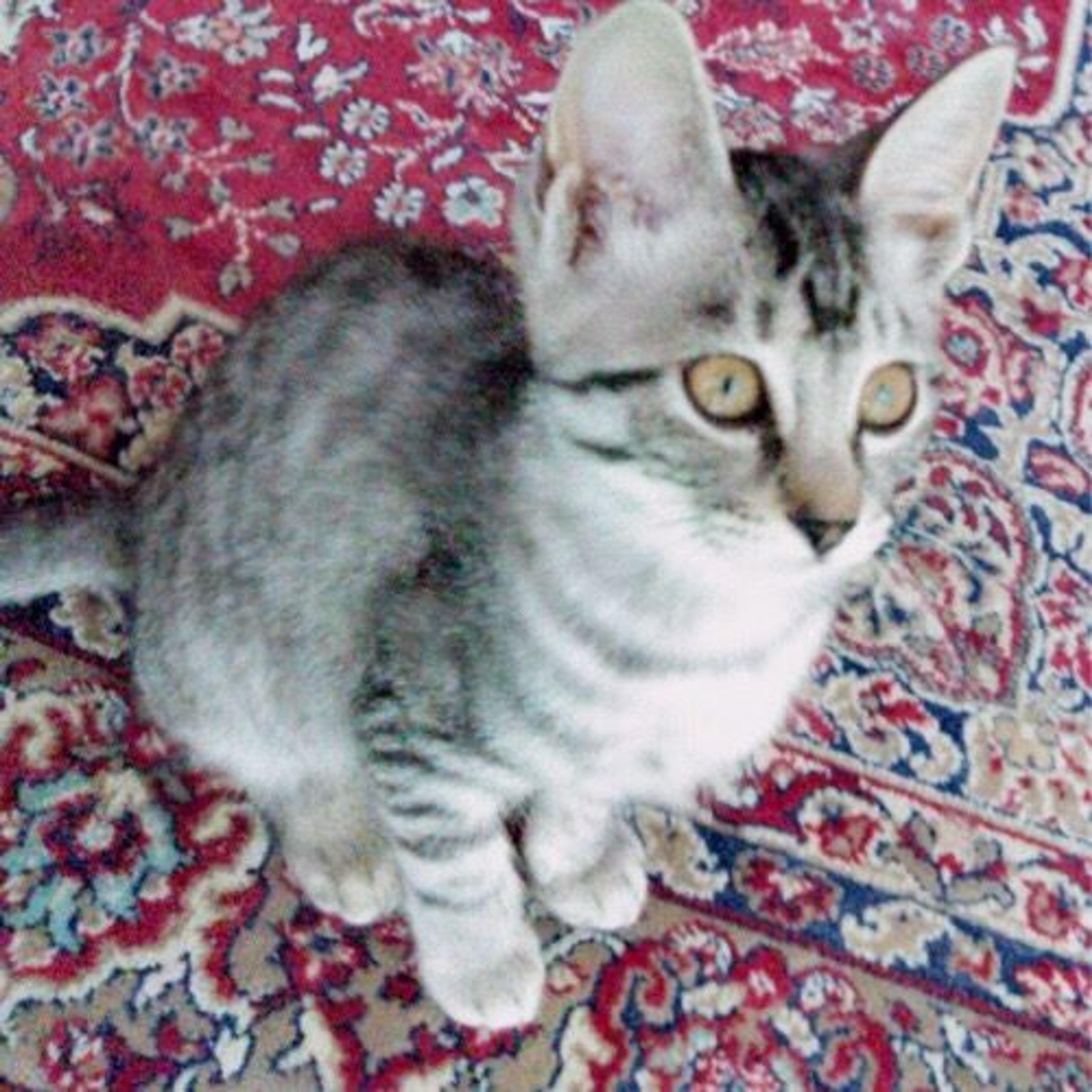 pet-image-3