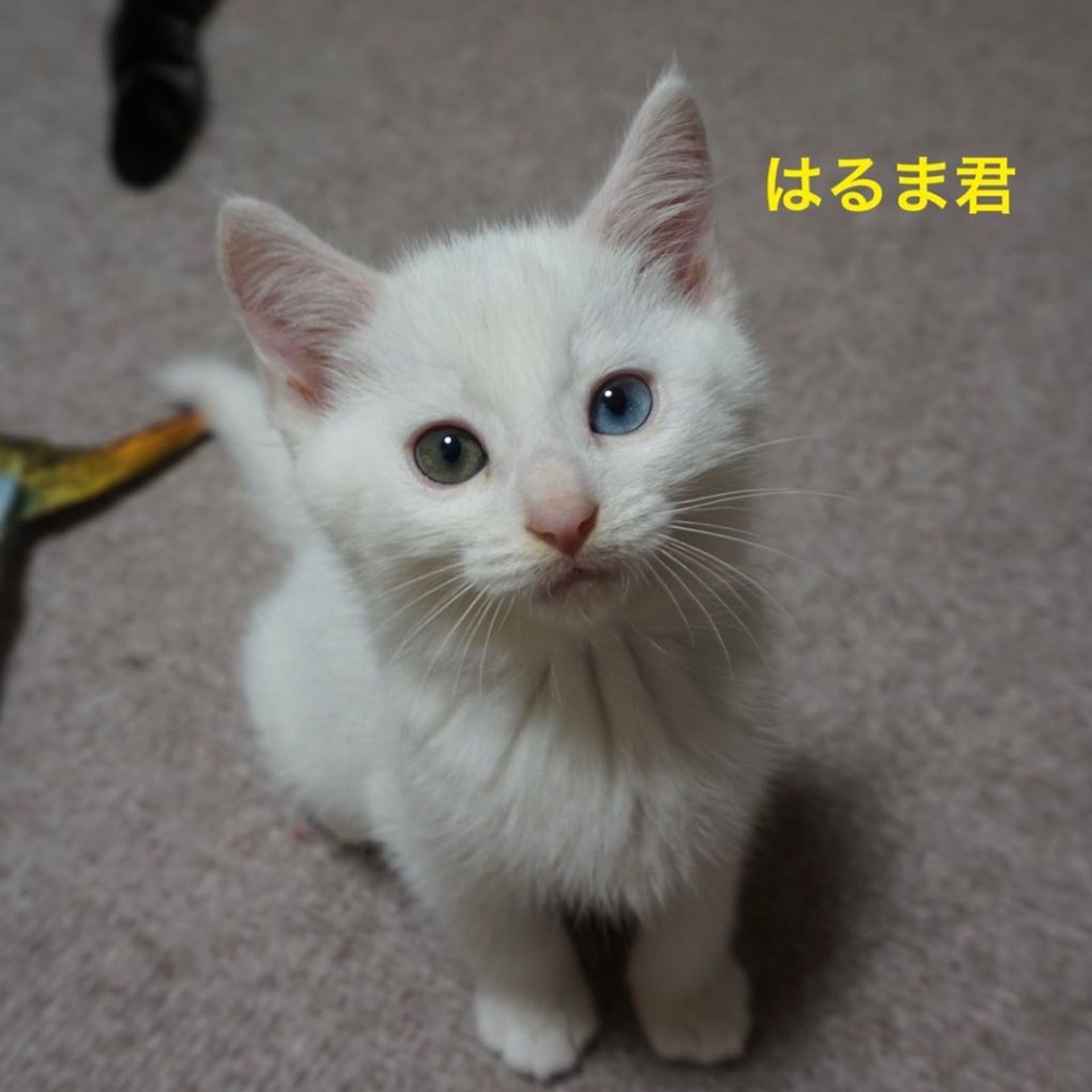 雑種（ミックス猫）・オスの里親募集の写真