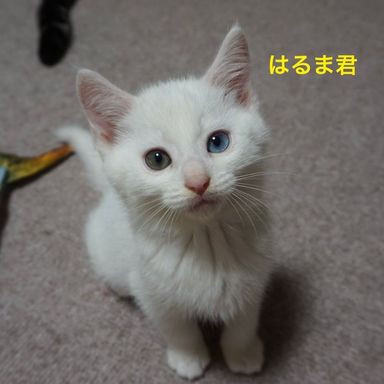 はるま