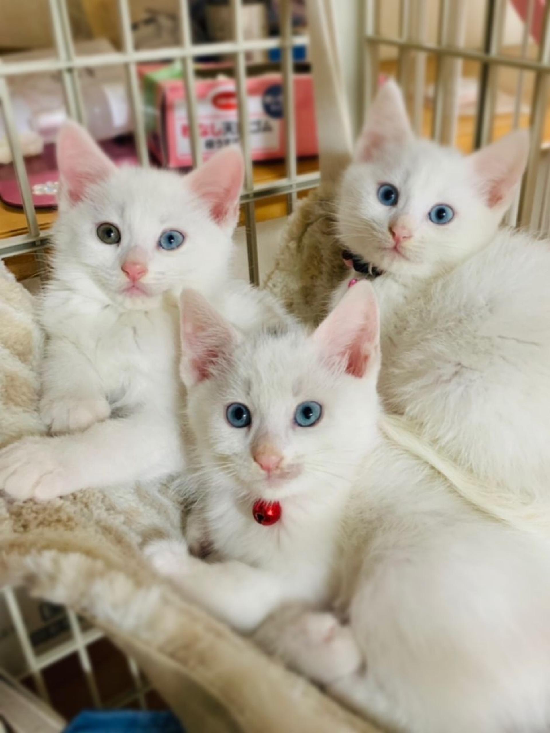 pet-image-2