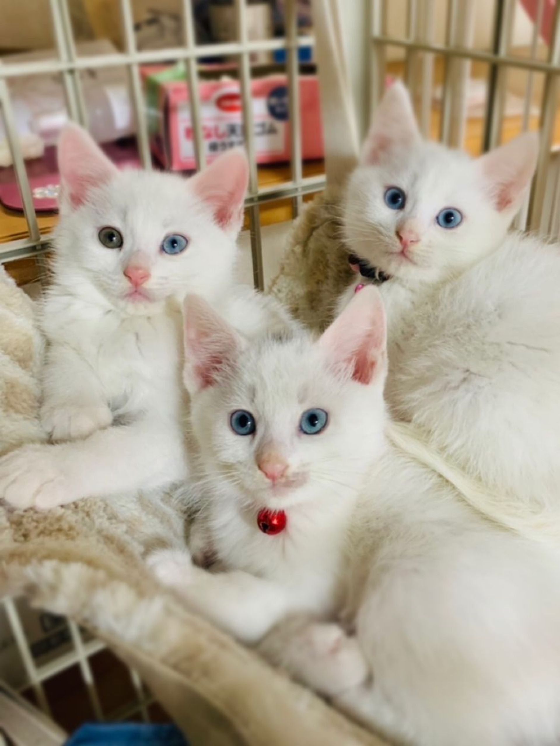 雑種（ミックス猫）・オスの里親募集の写真