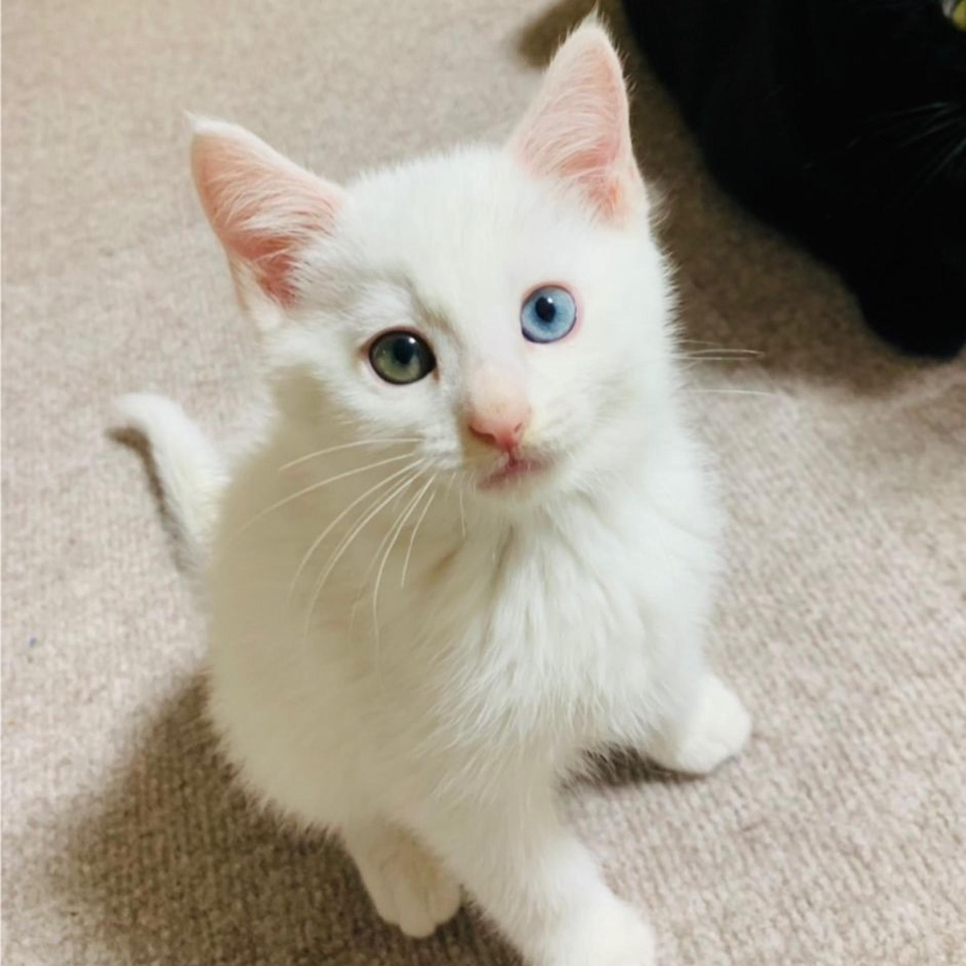 pet-image-4