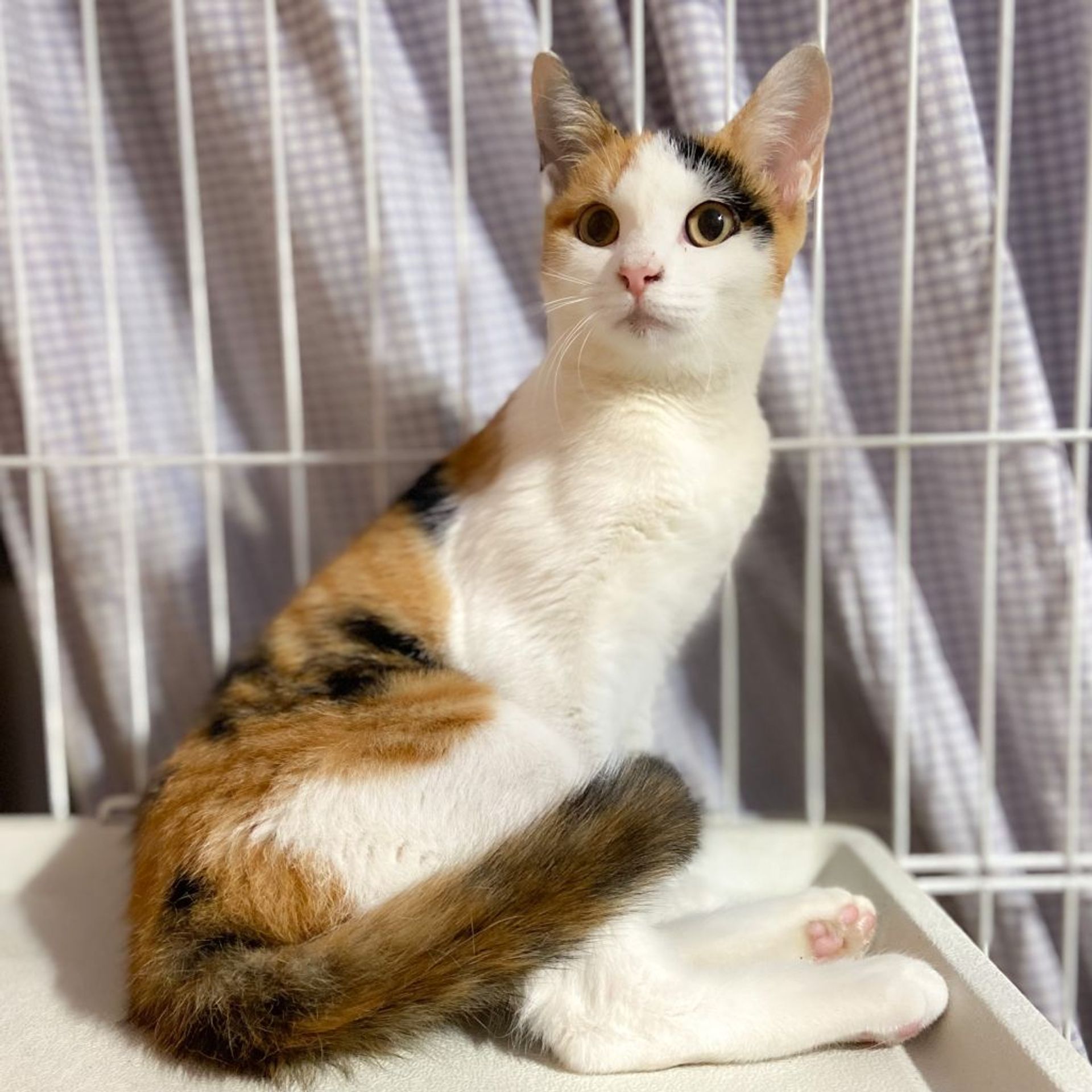 雑種（ミックス猫）・メスの里親募集の写真