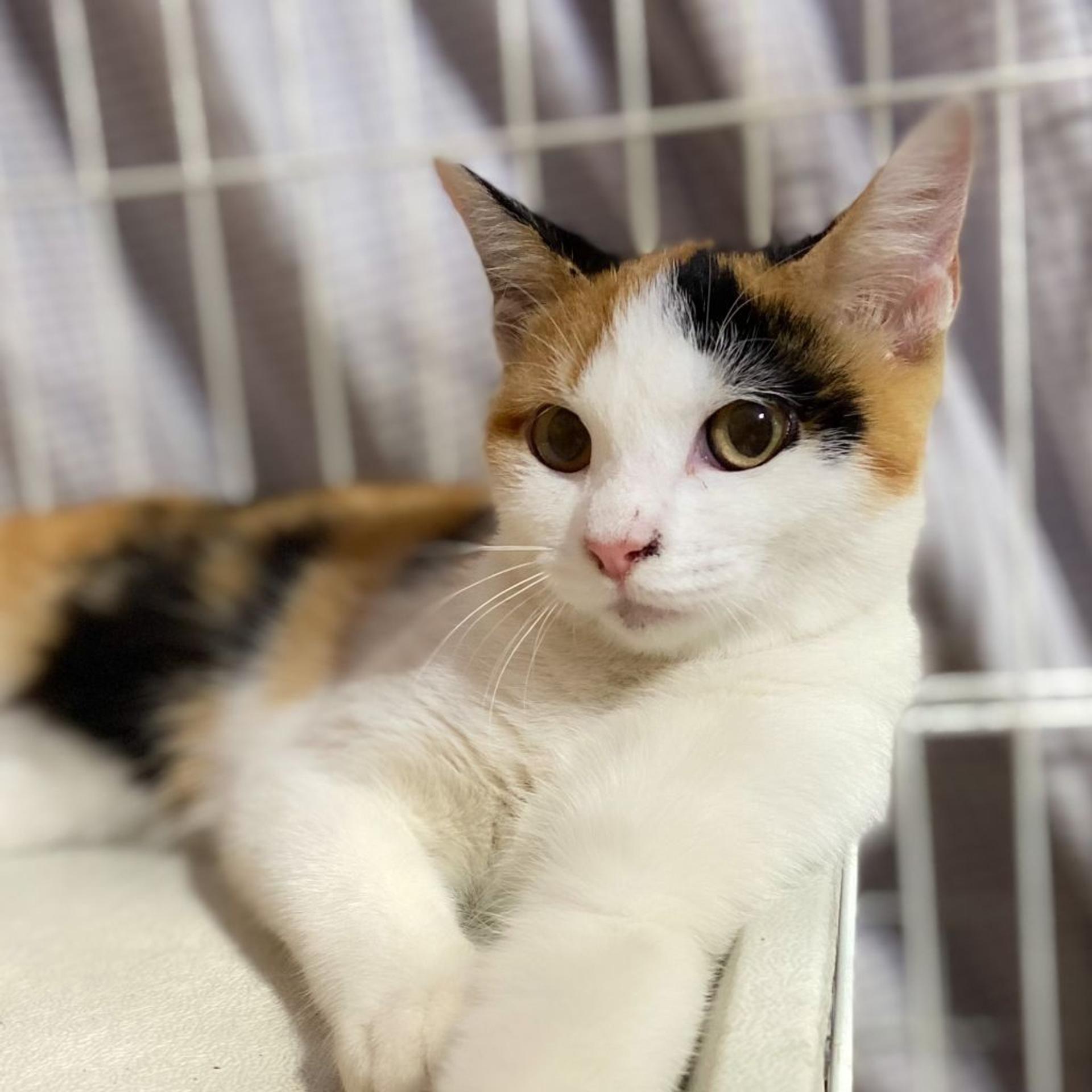 pet-image-2