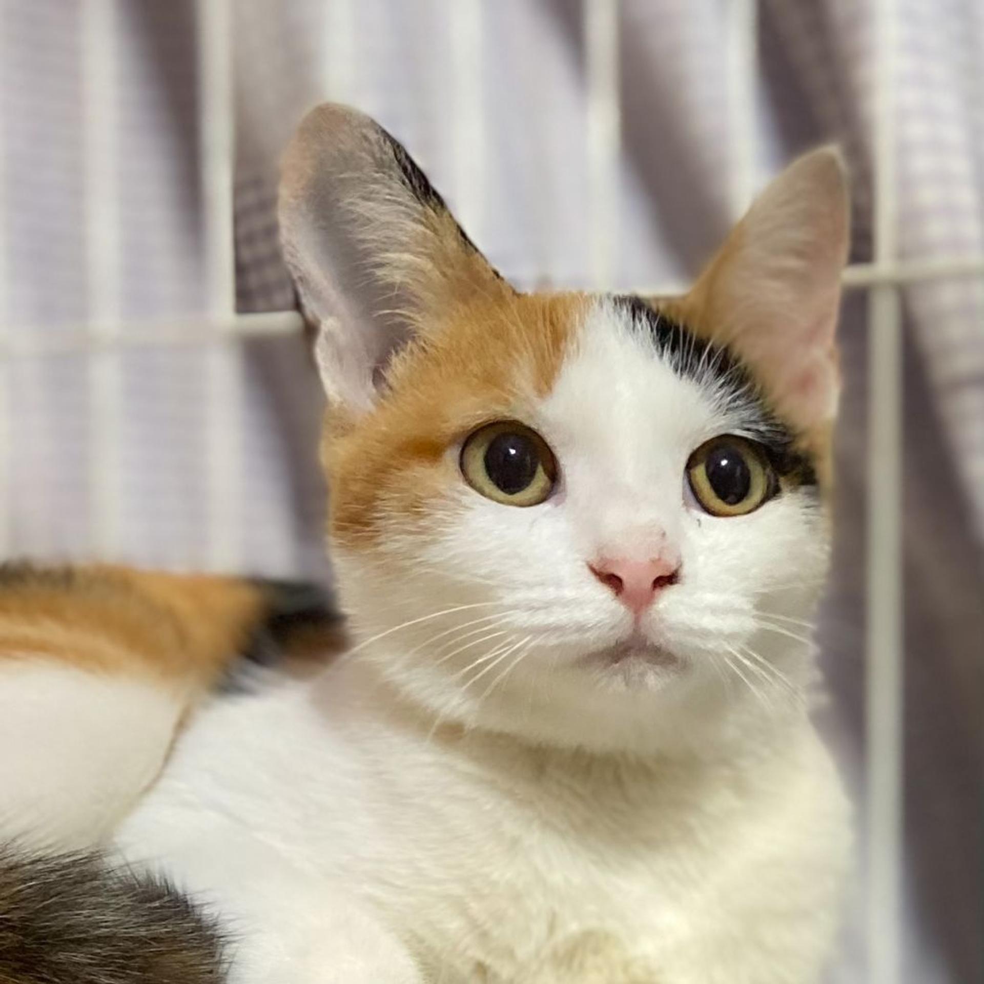 pet-image-3