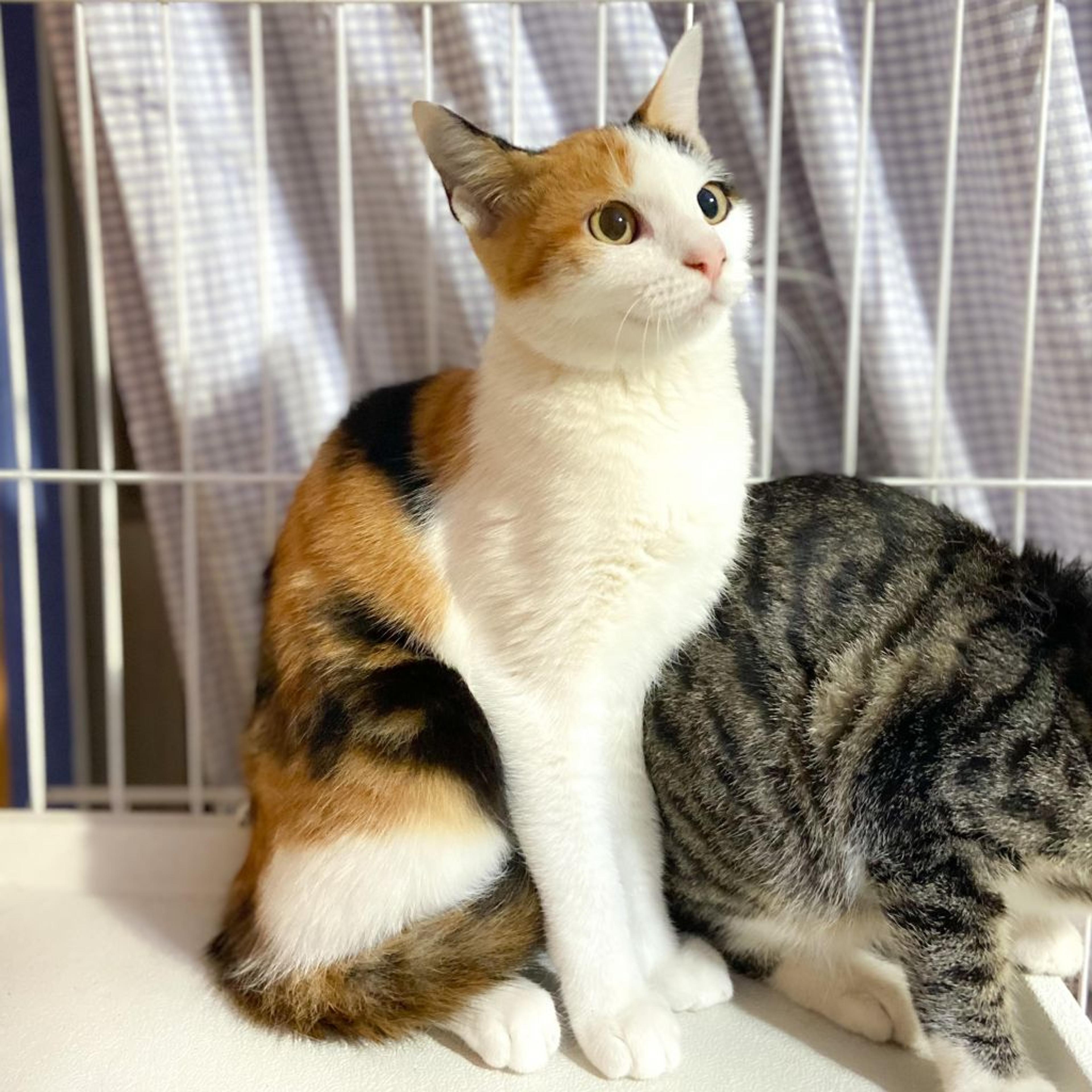 pet-image-5