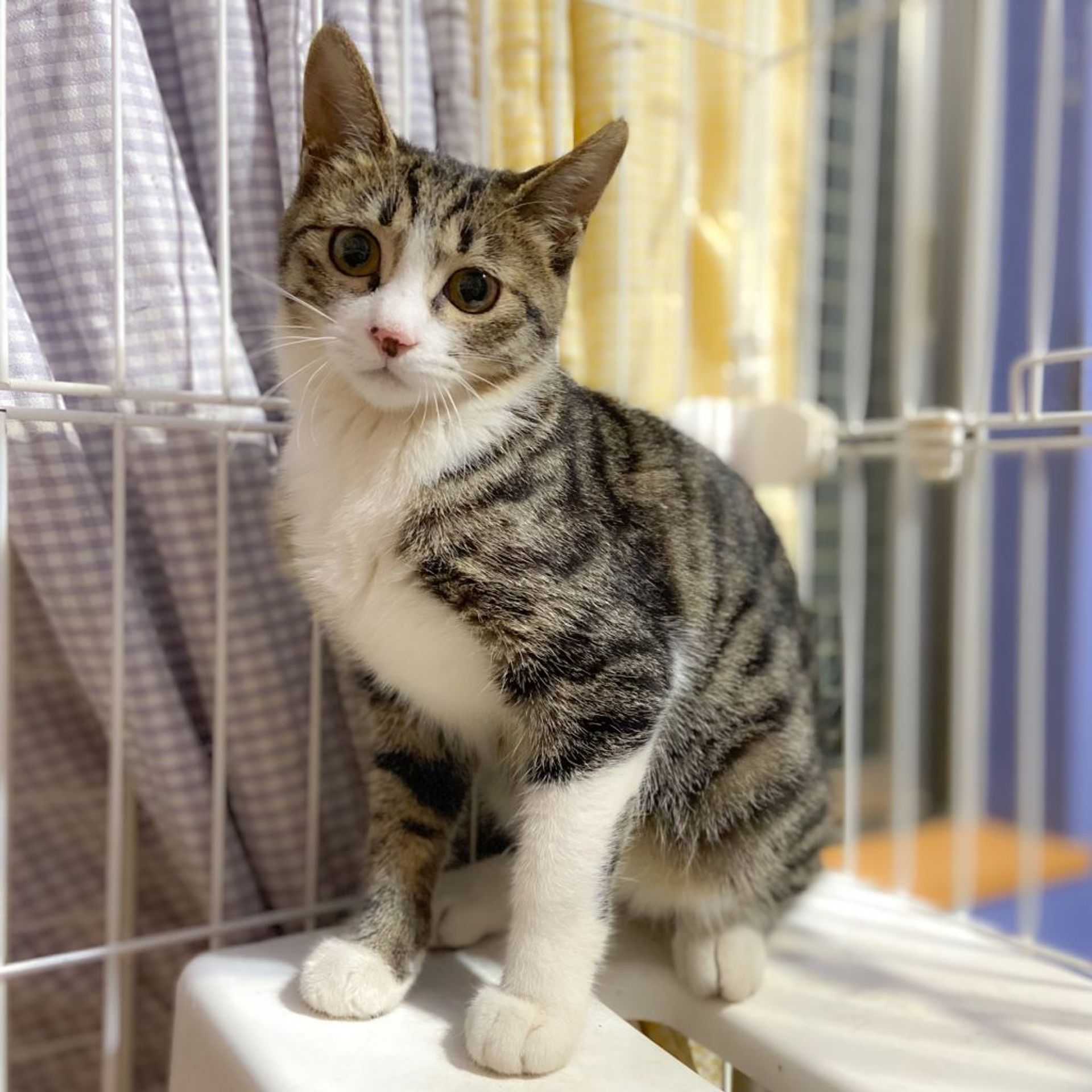 雑種（ミックス猫）・メスの里親募集の写真