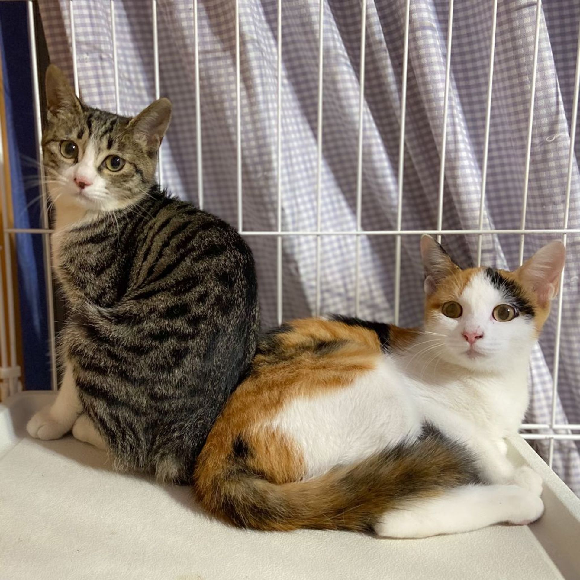 thumbnail-4
