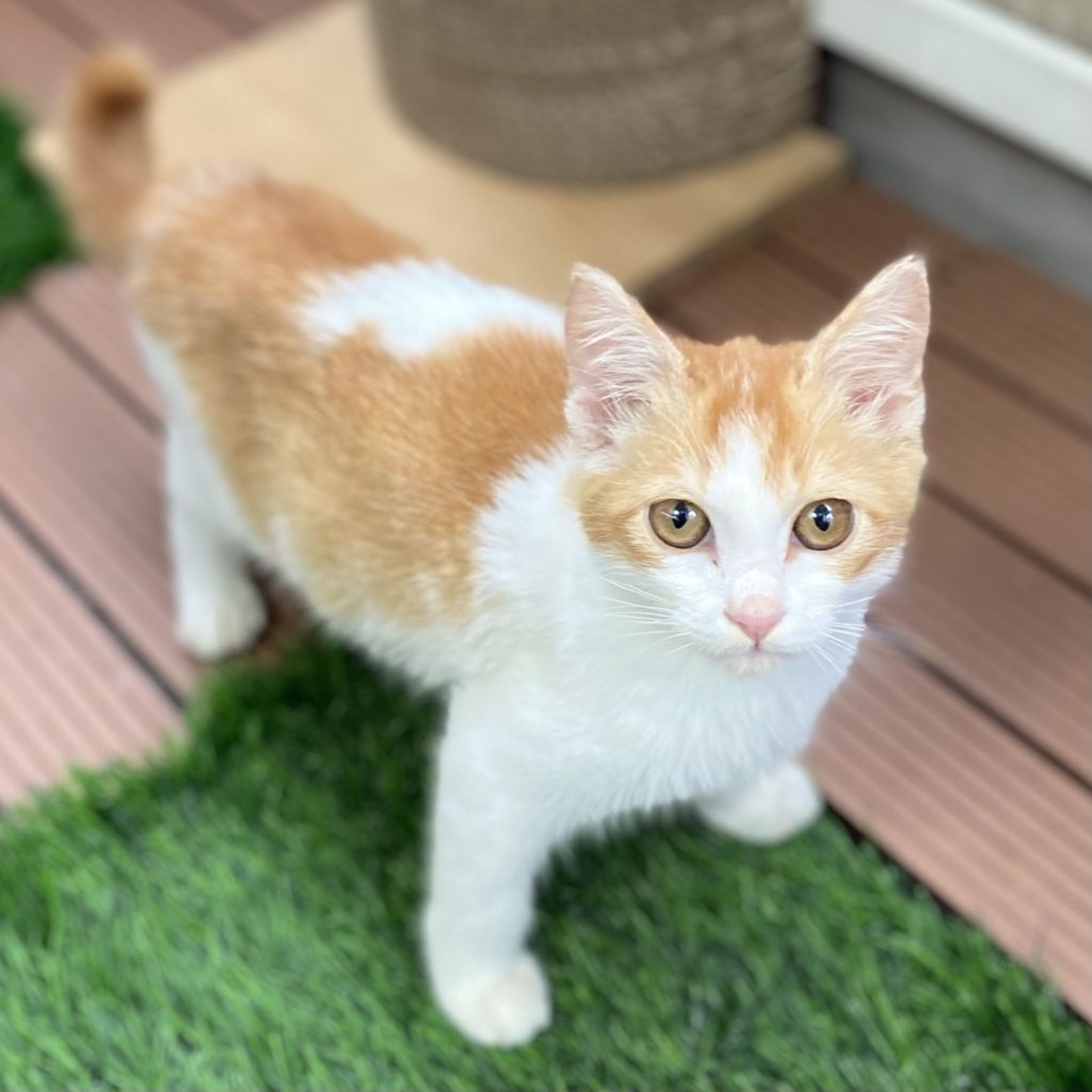 雑種（ミックス猫）・オスの里親募集の写真
