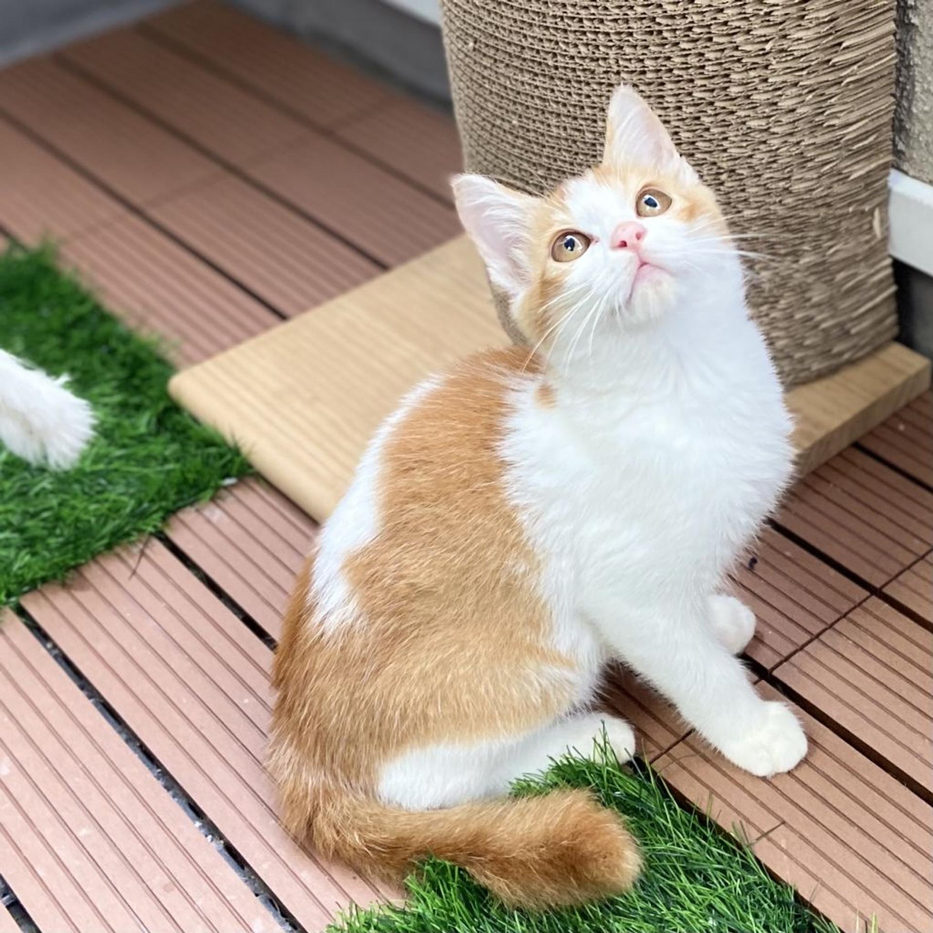 pet-image-3