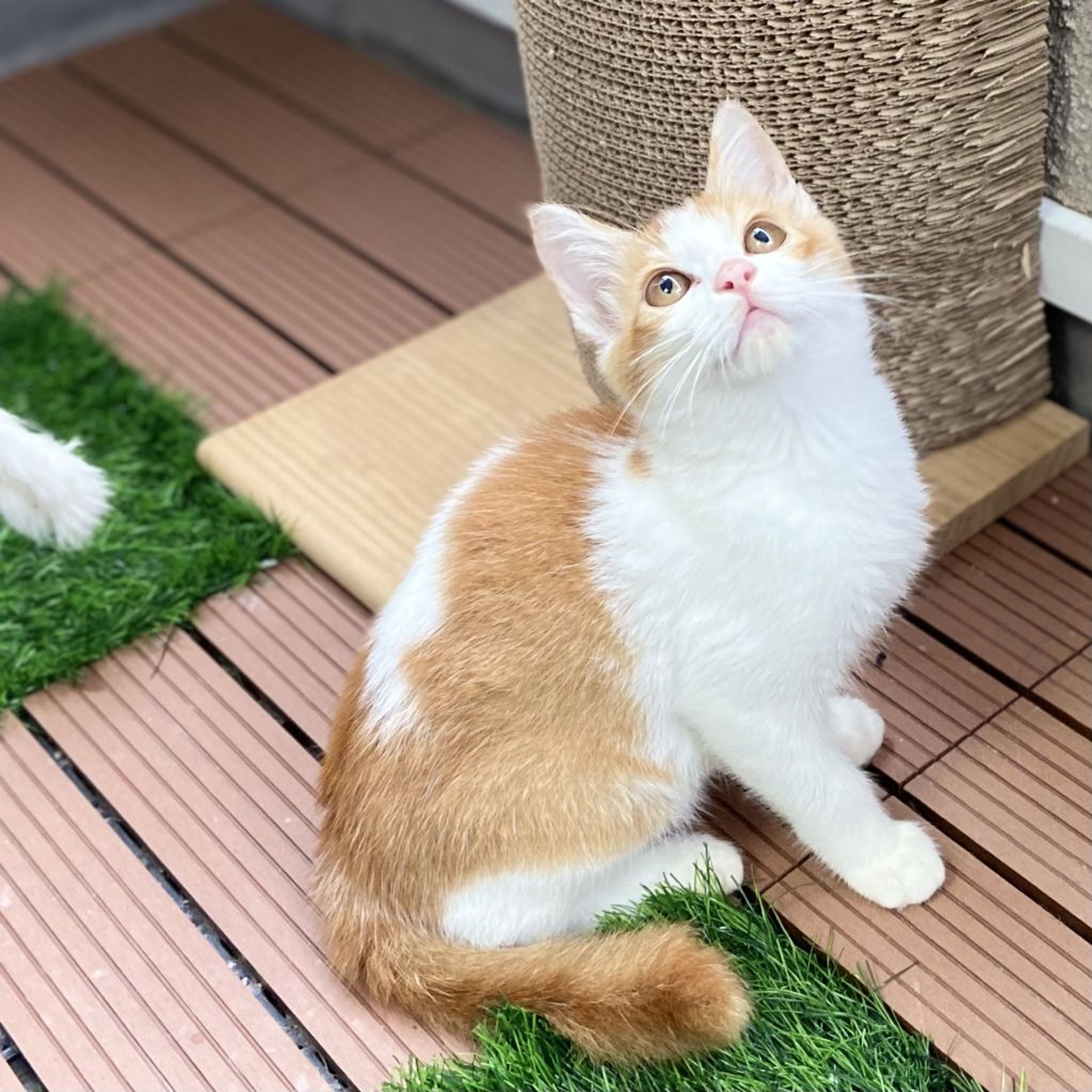pet-image-3
