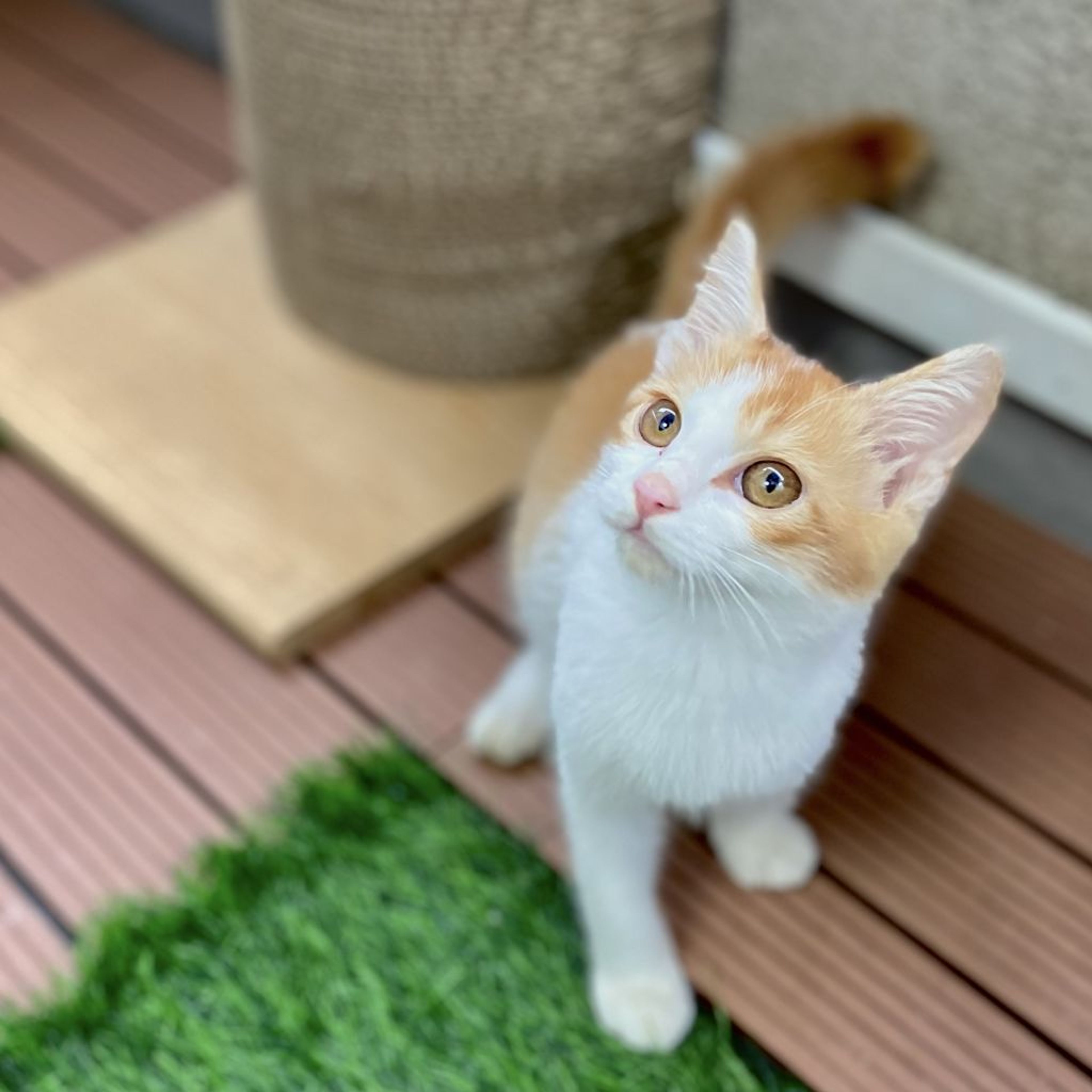 pet-image-4