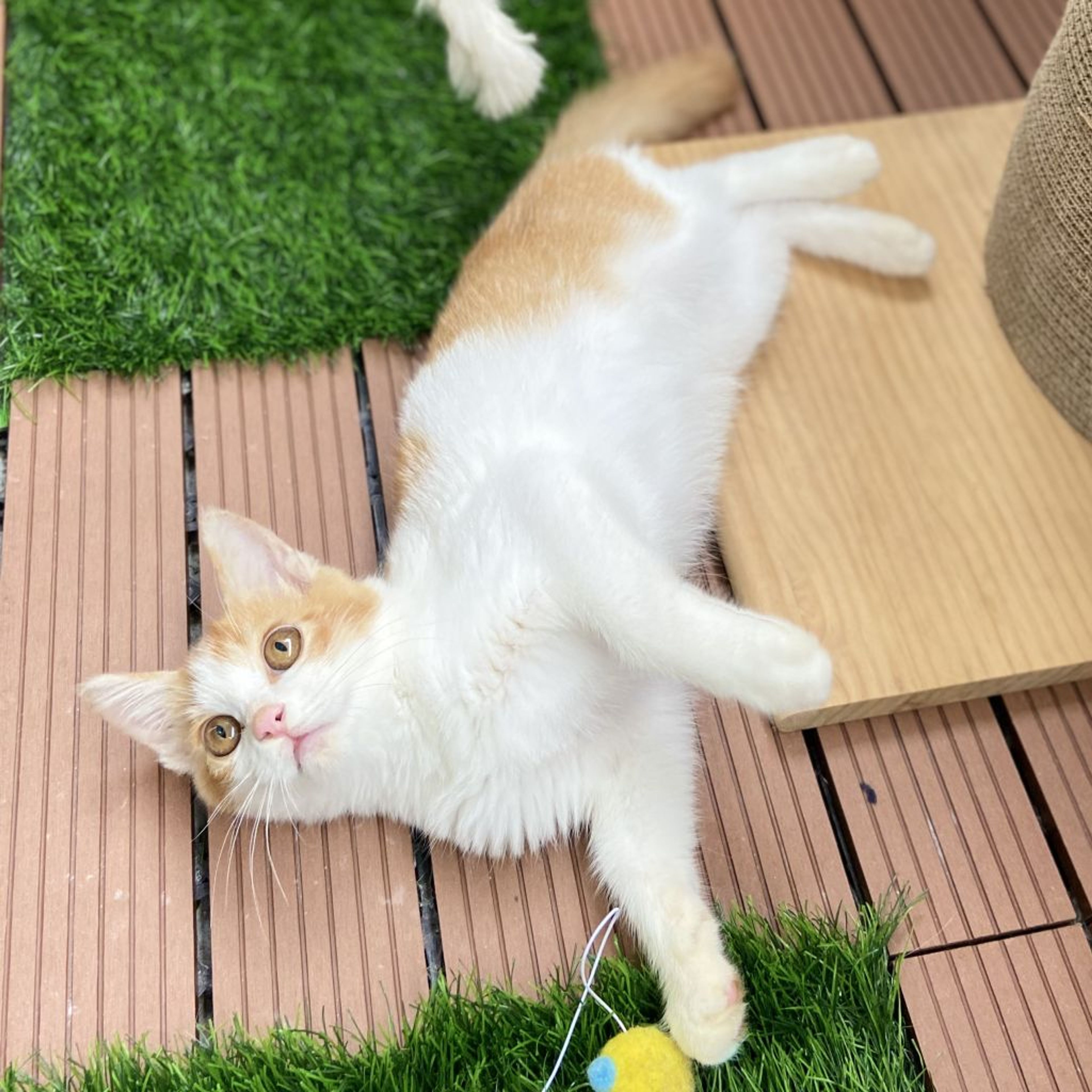 pet-image-5
