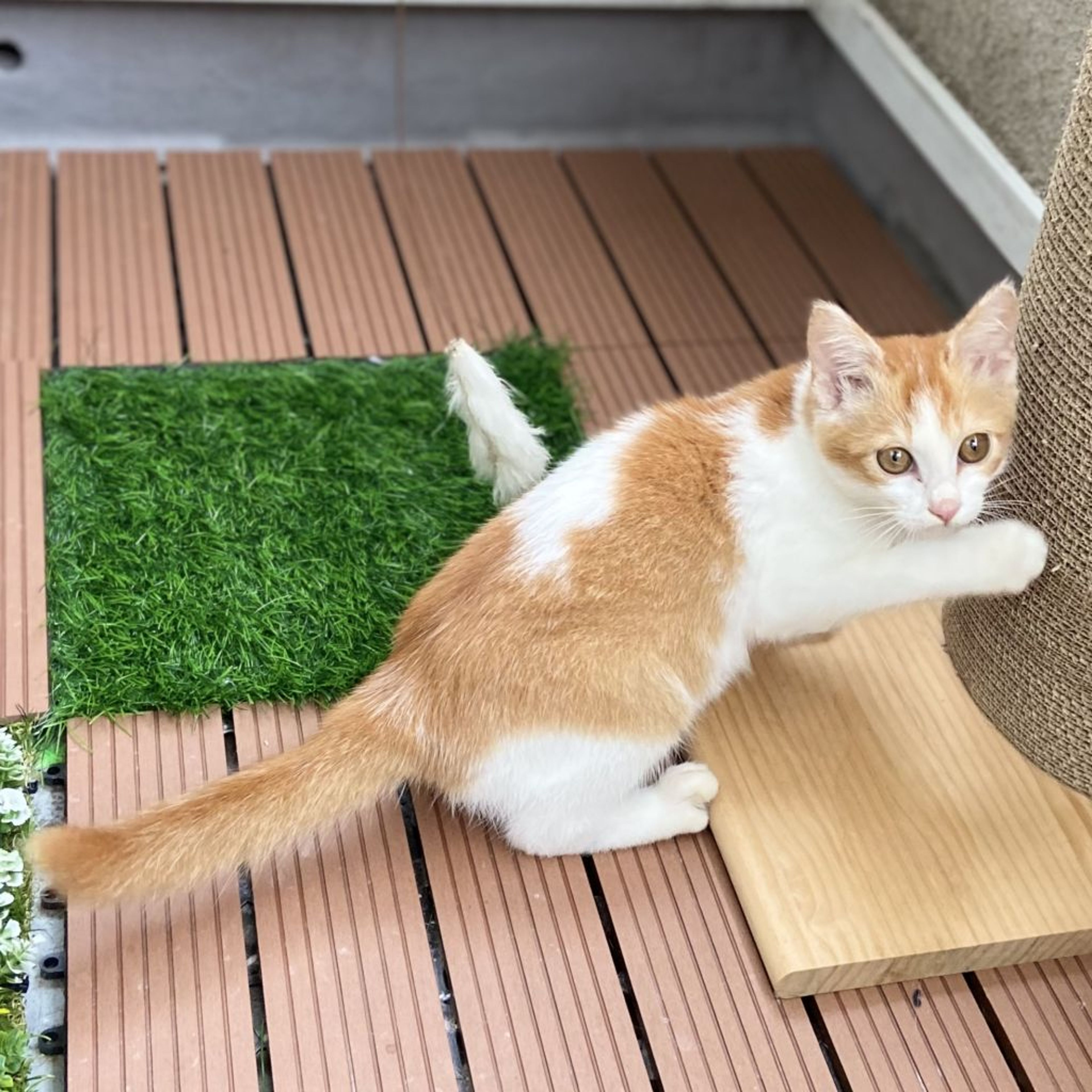 pet-image-6