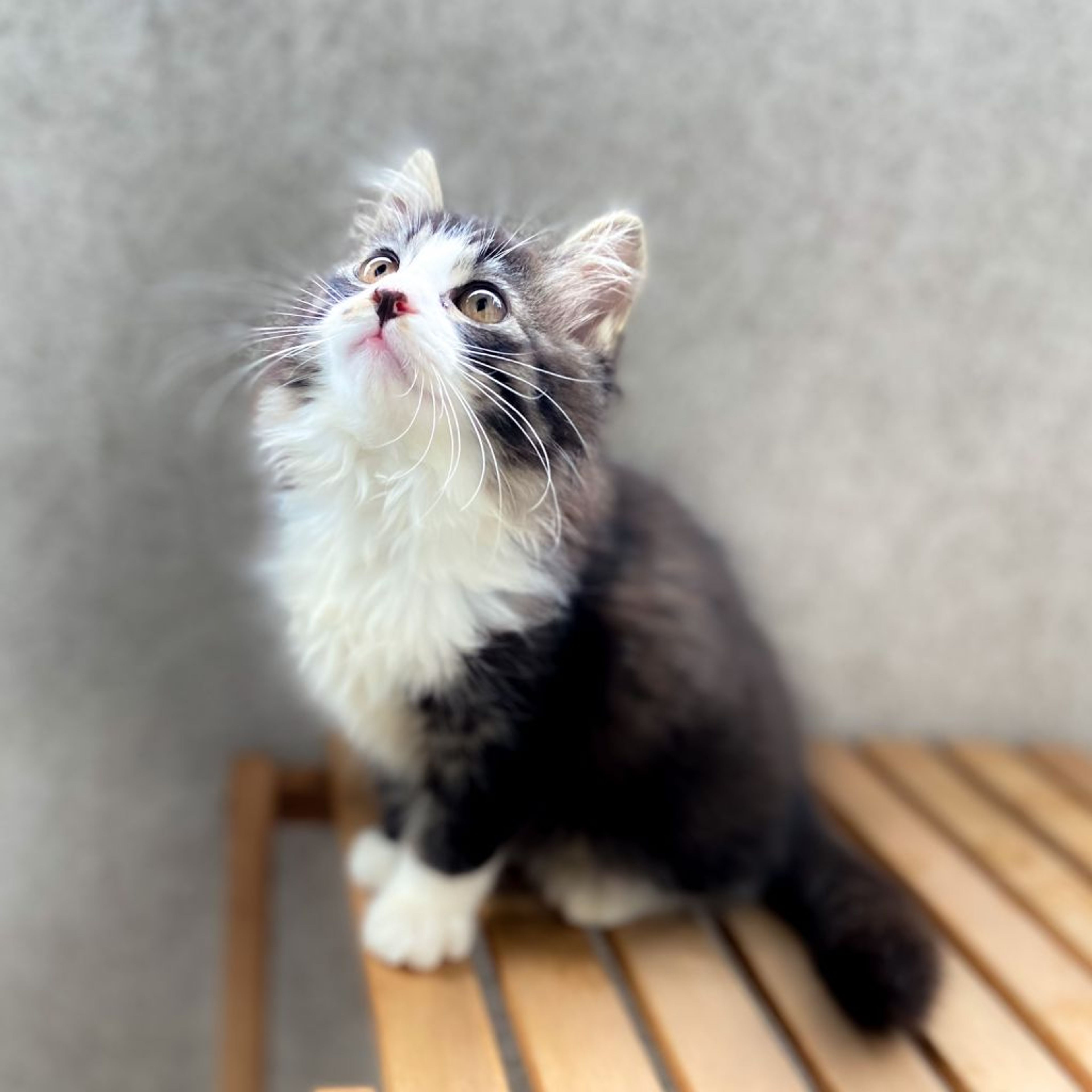 pet-image-4