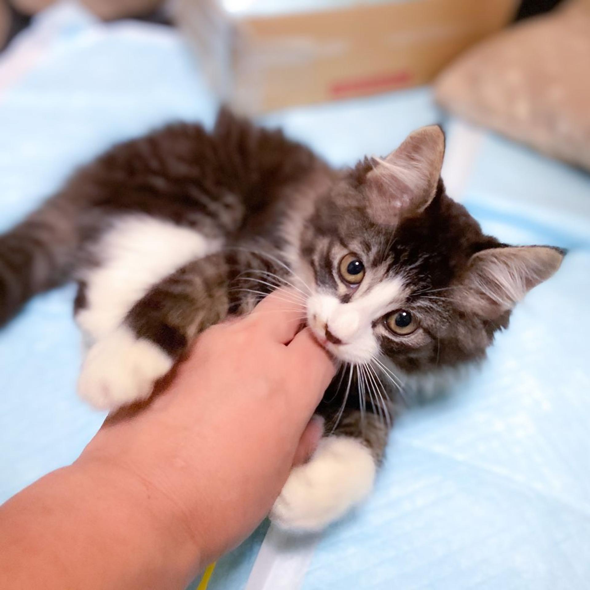 pet-image-5