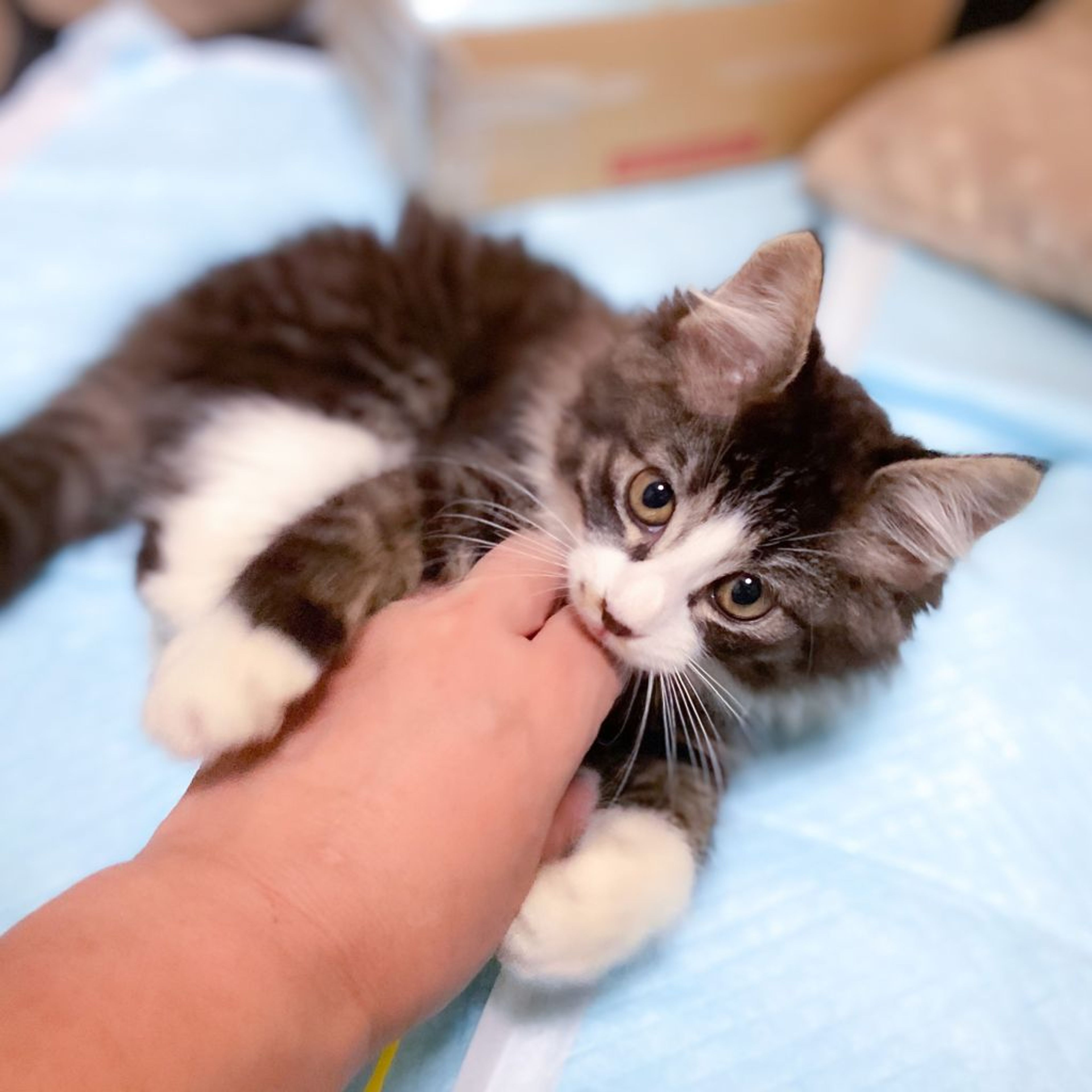 pet-image-5