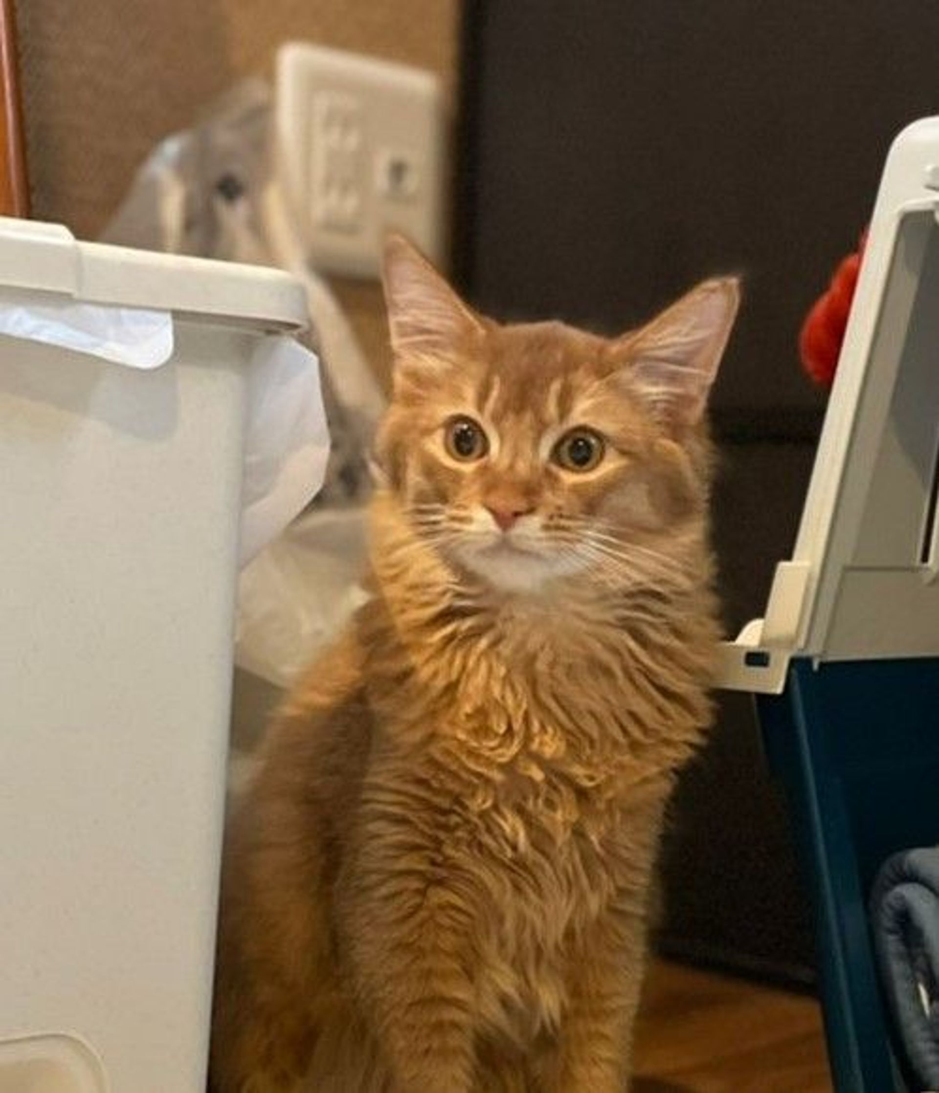 ソマリ・オスの里親募集の写真