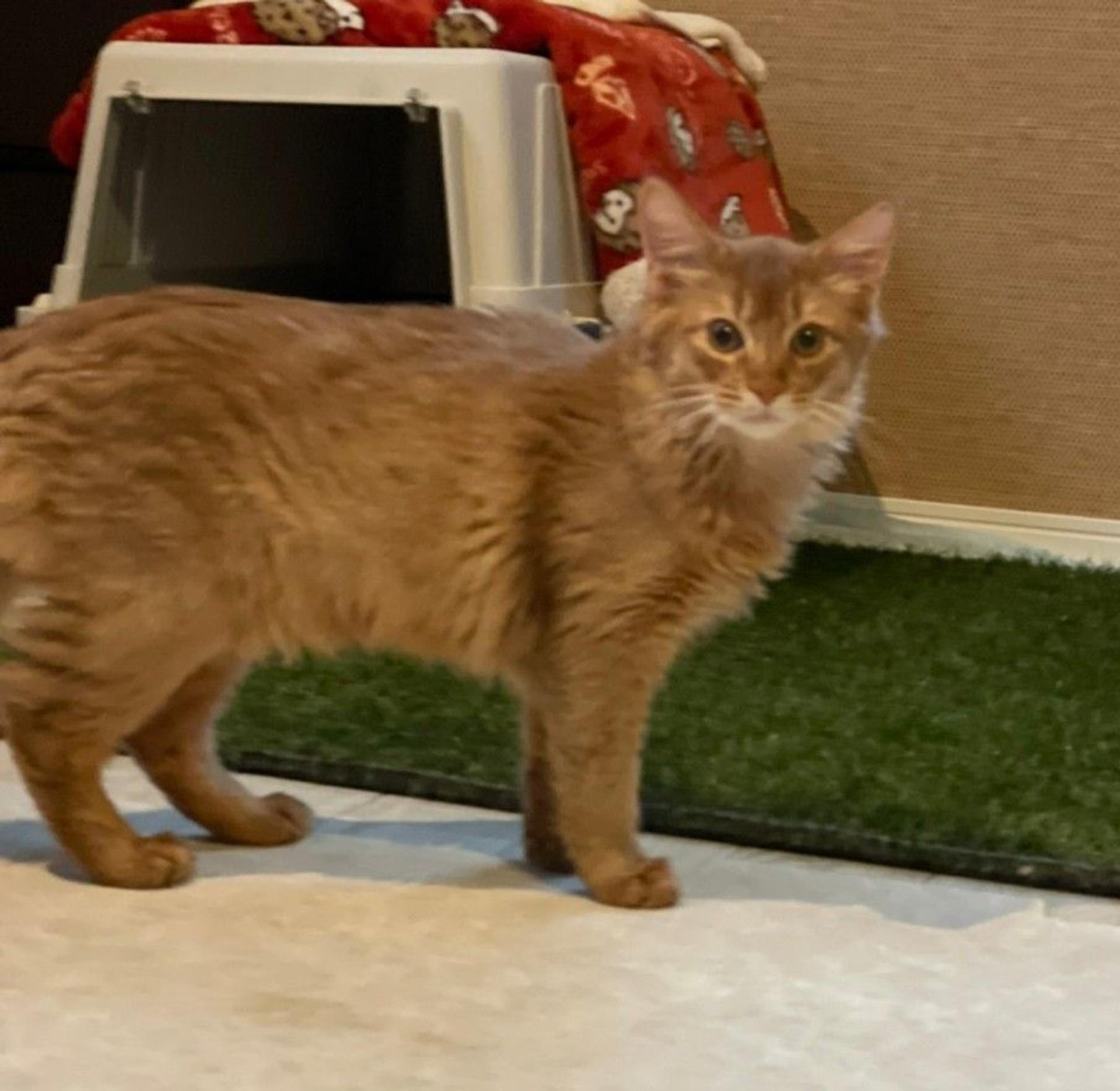 pet-image-2