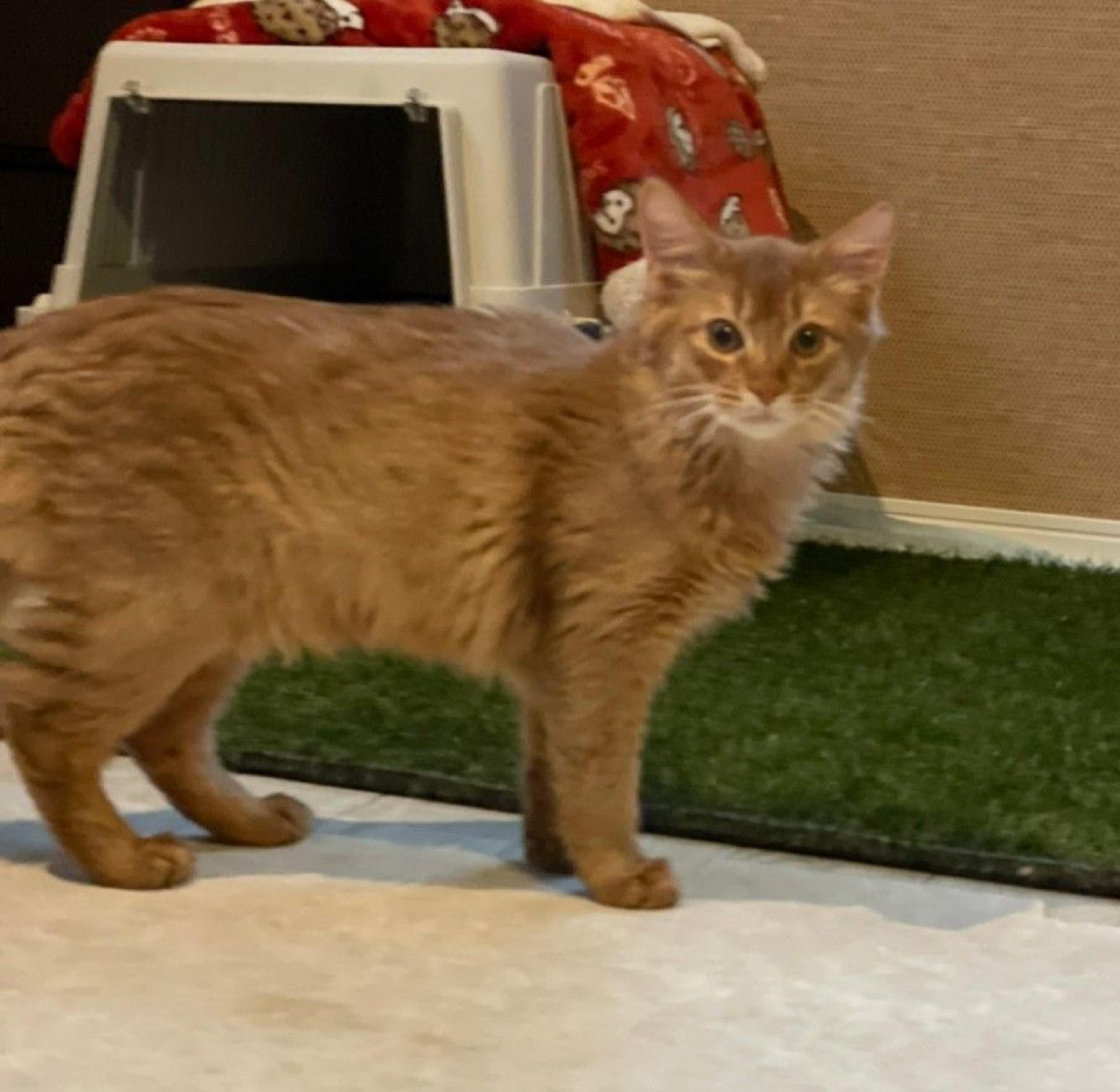pet-image-2