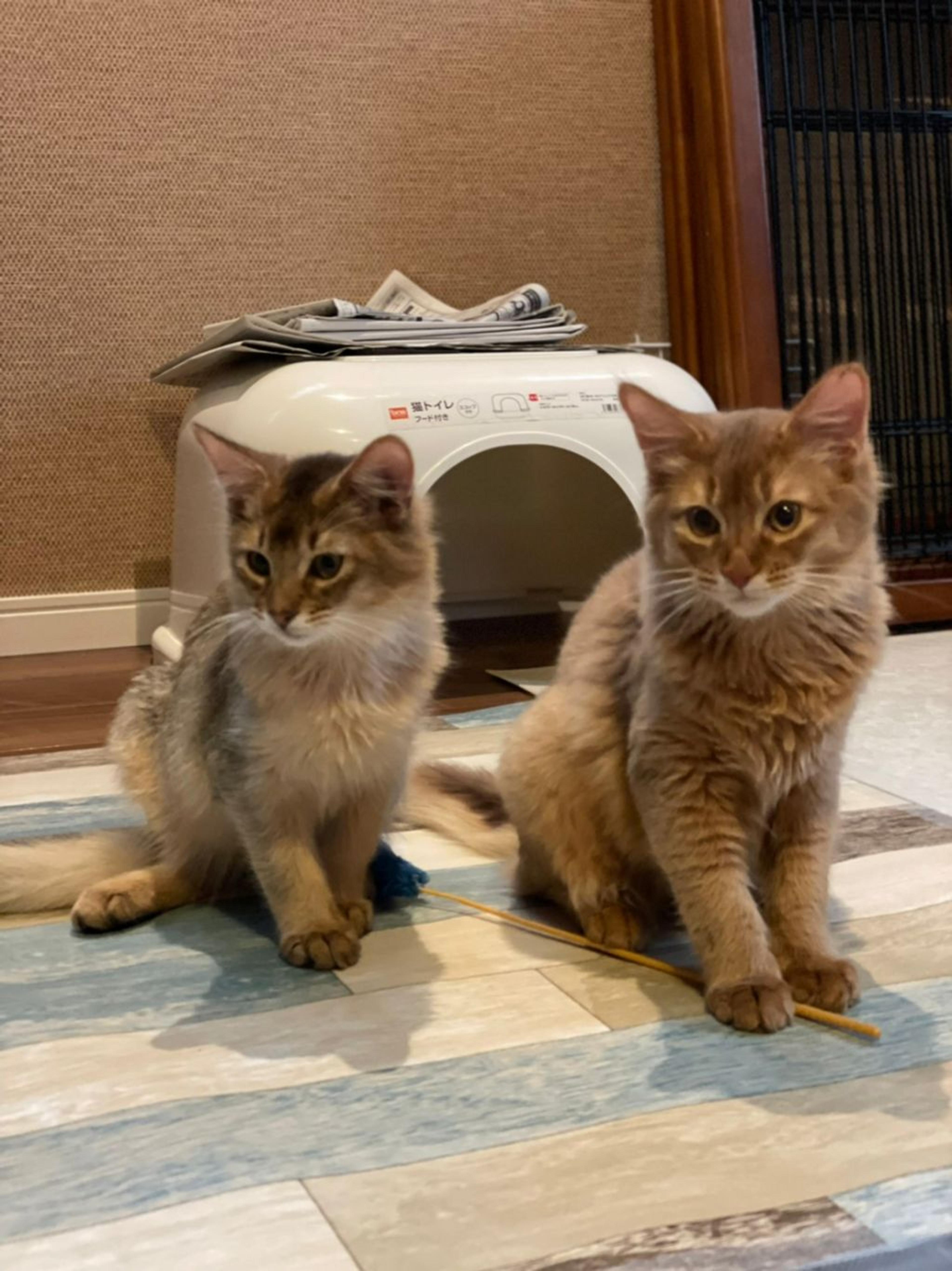 pet-image-4