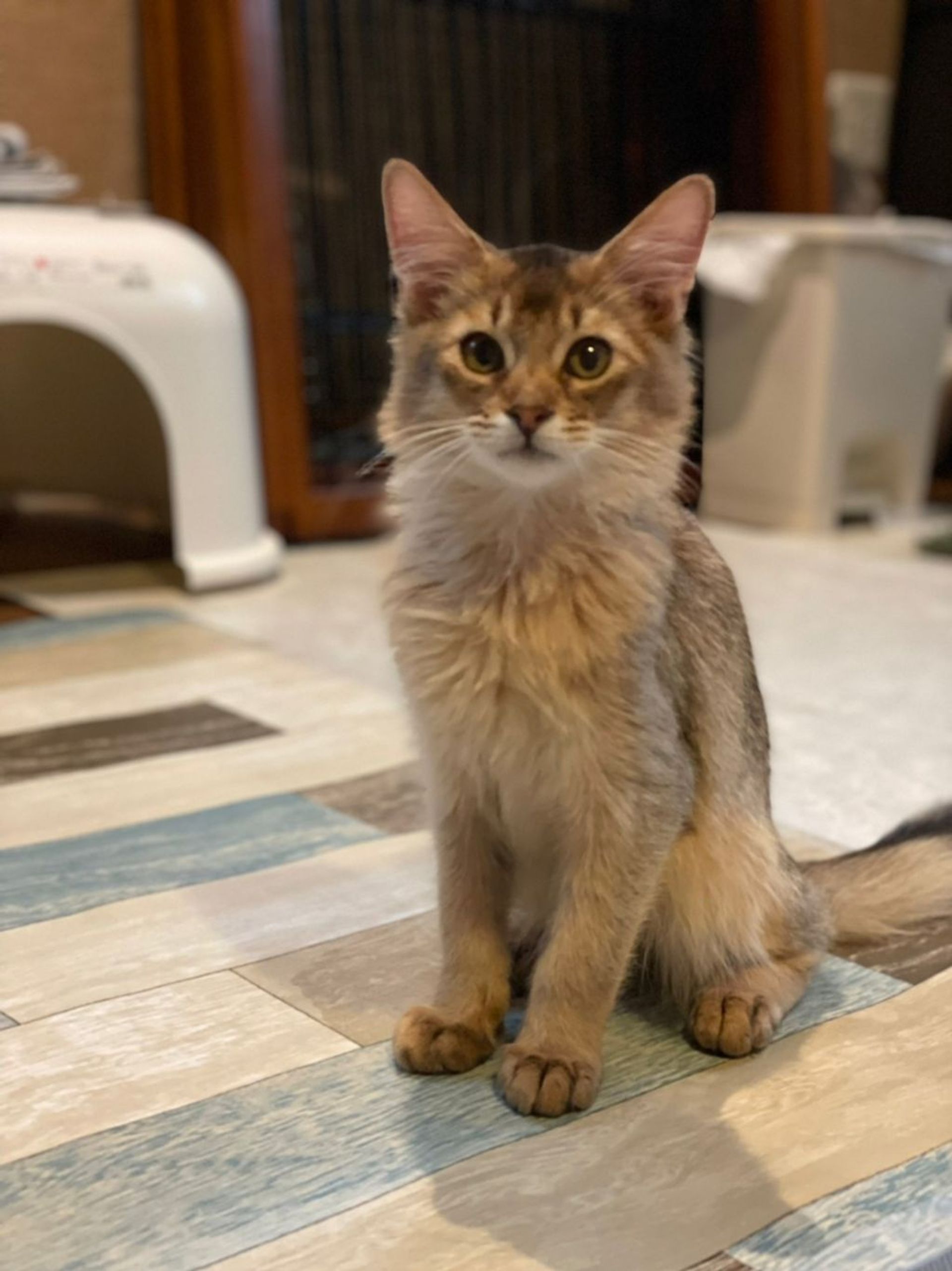 ソマリ・オスの里親募集の写真