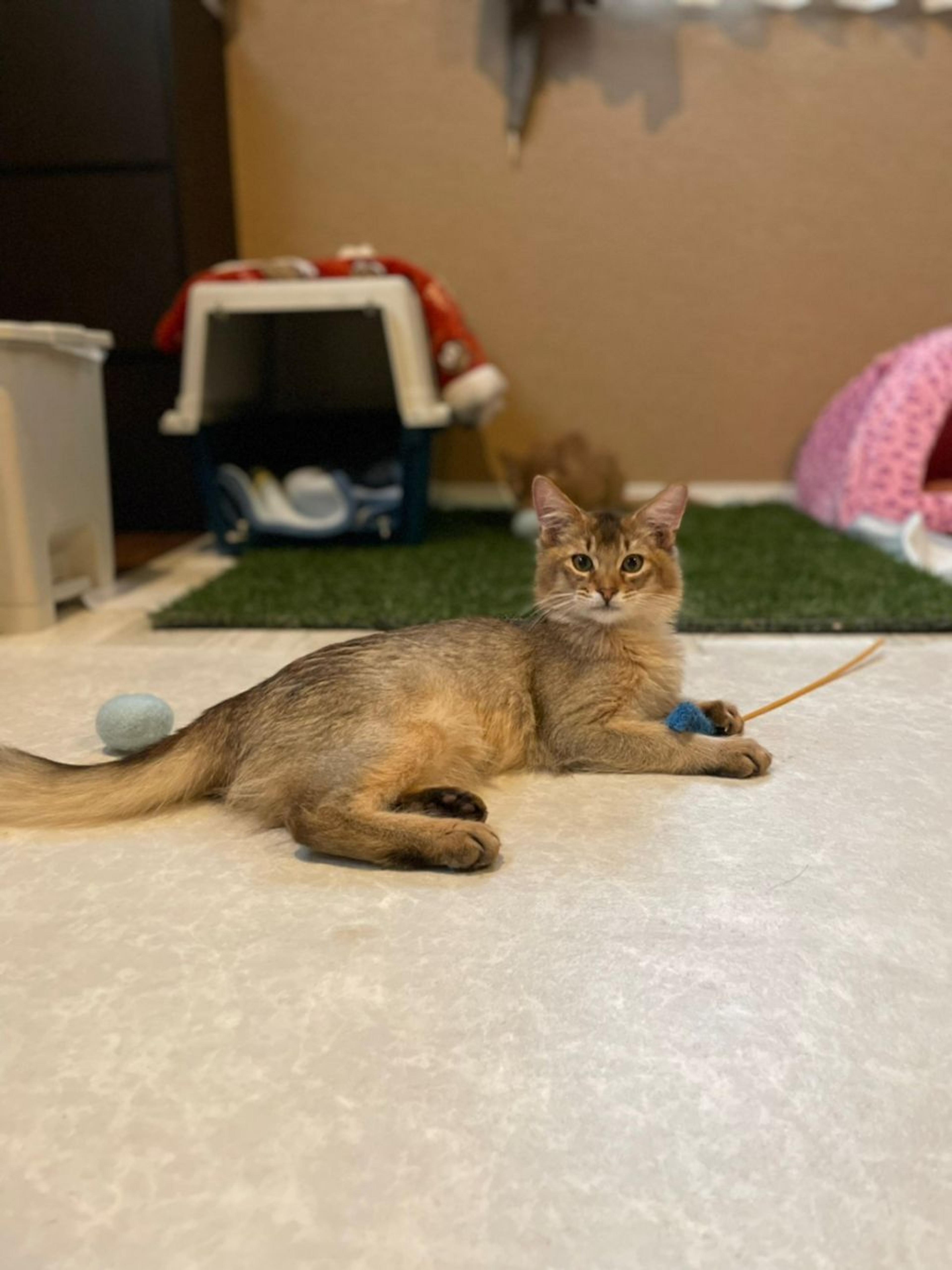 pet-image-3