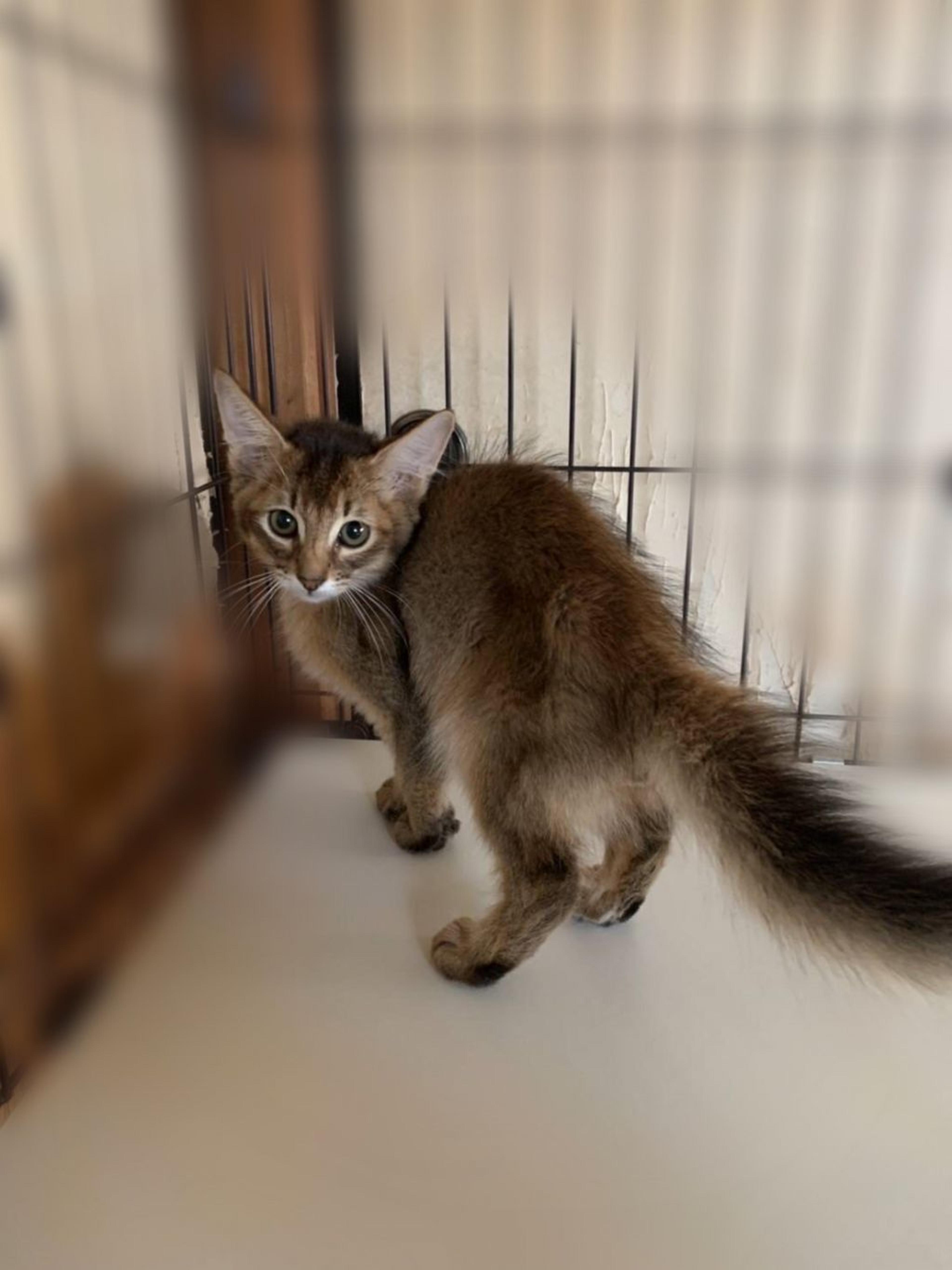 pet-image-4