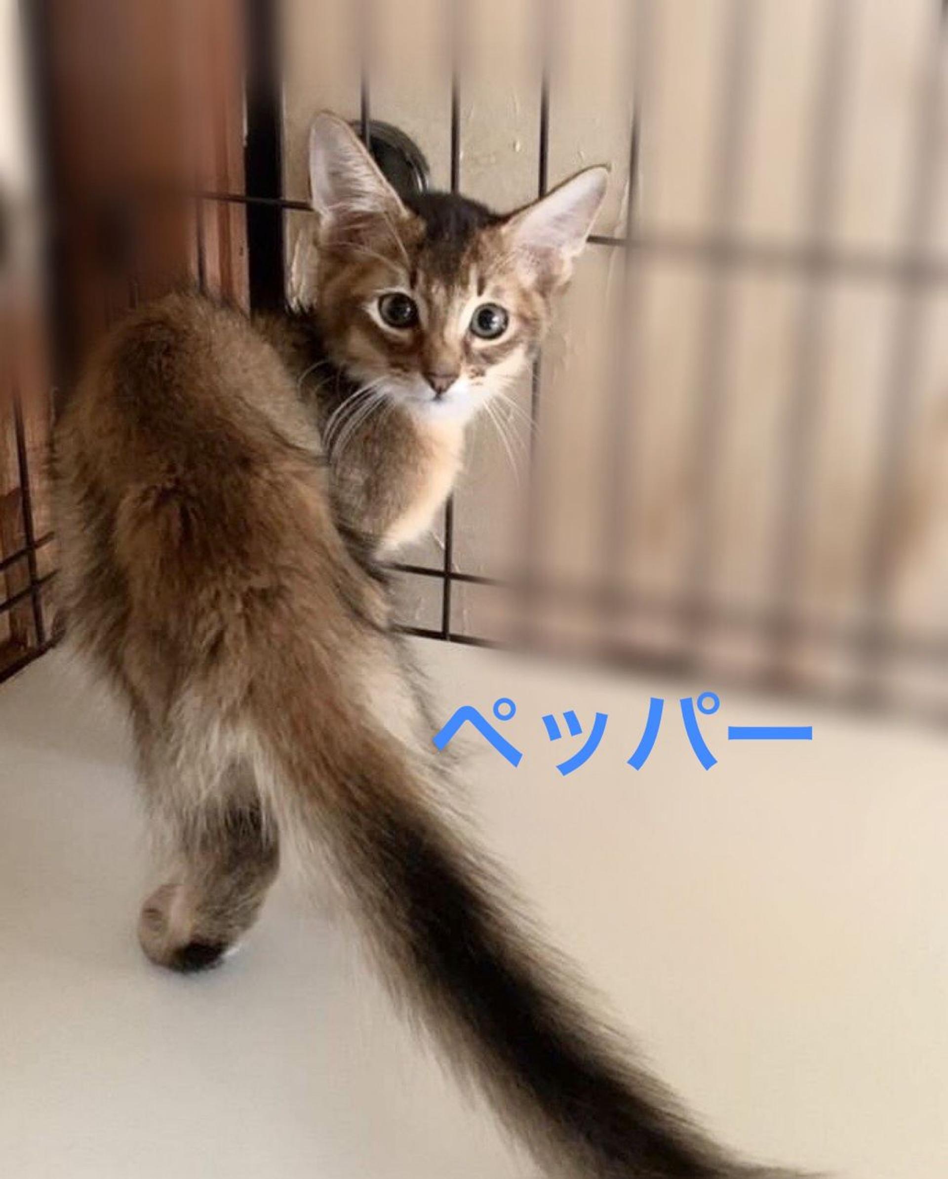 pet-image-5