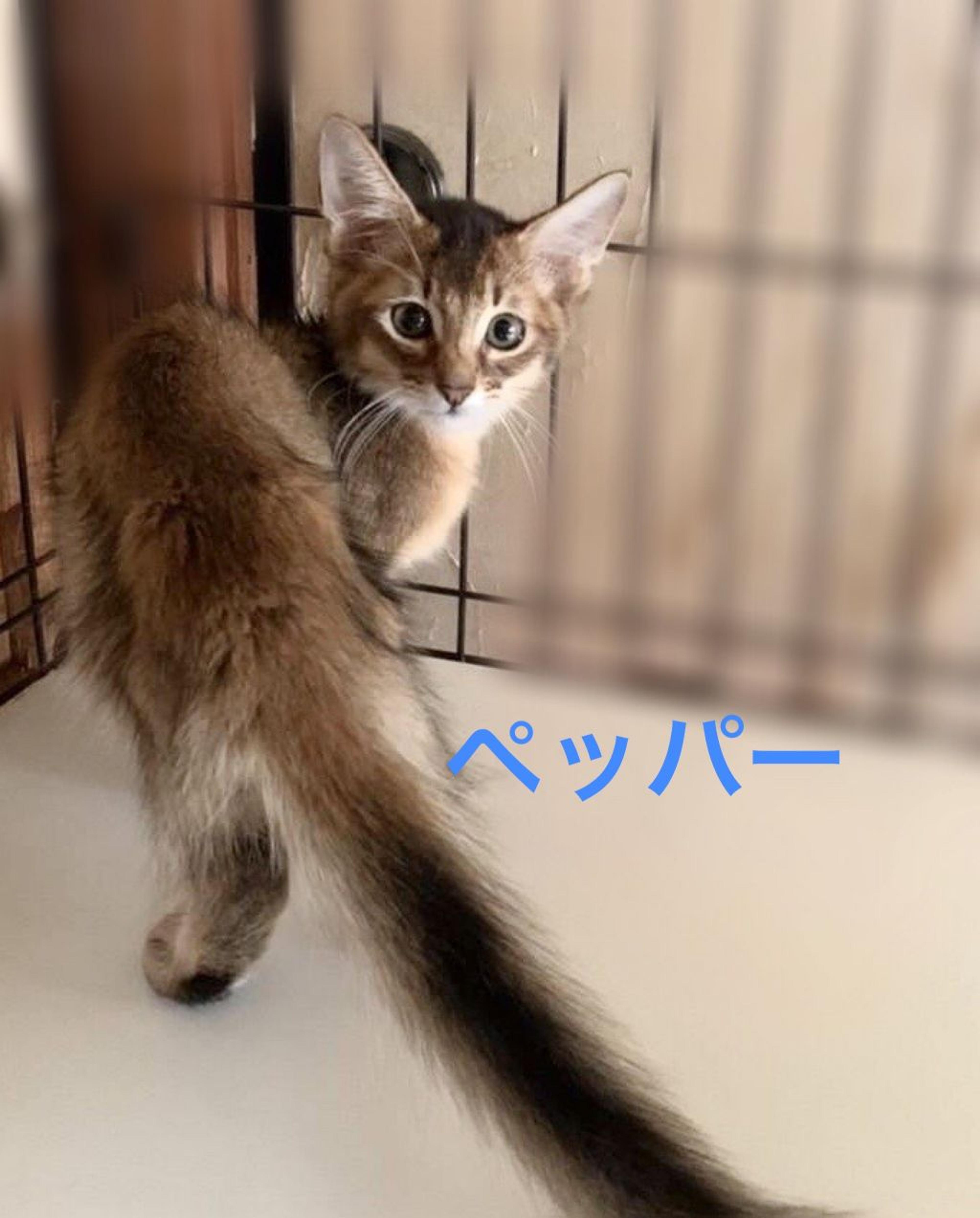 pet-image-5