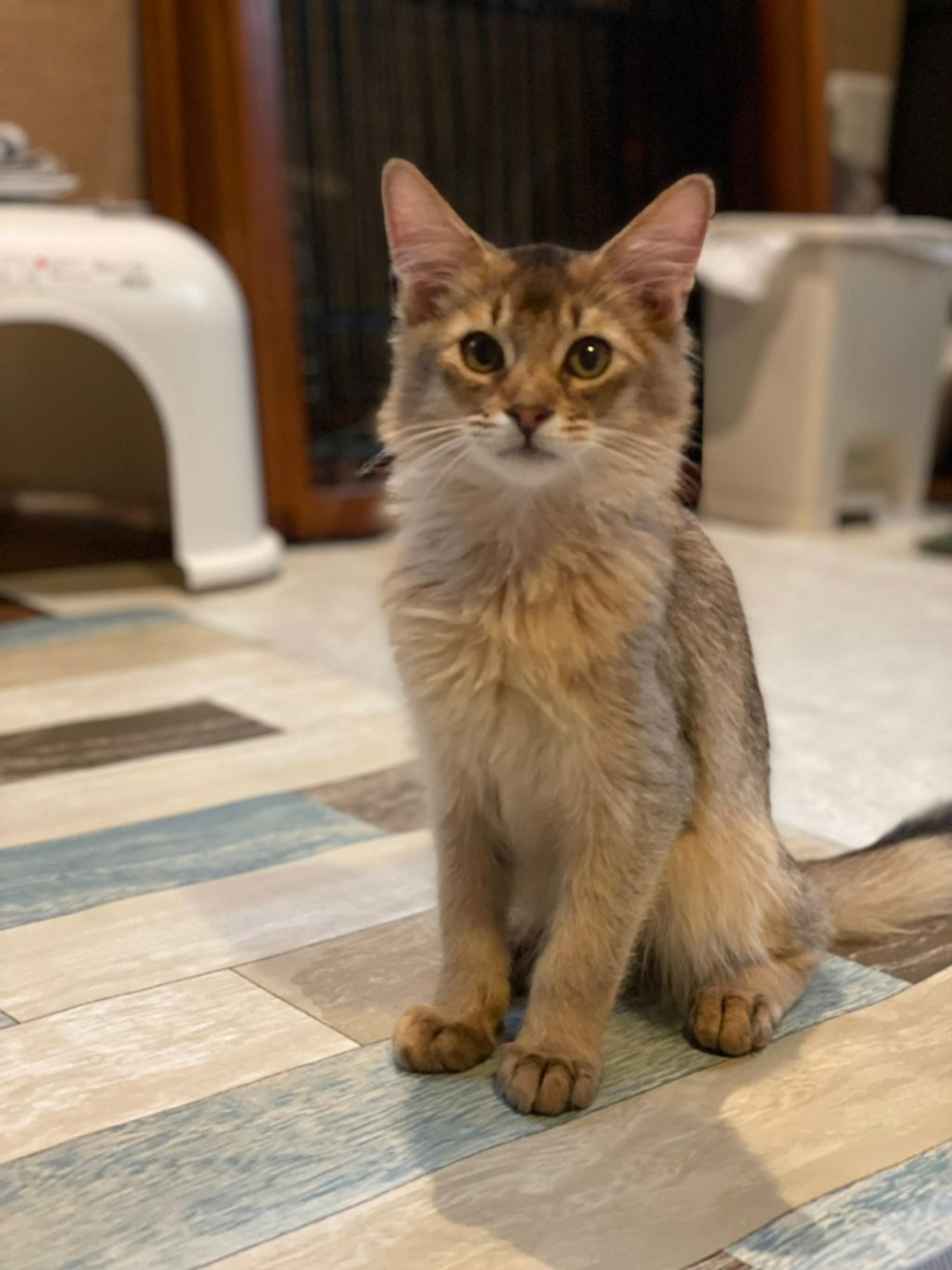 pet-image-2