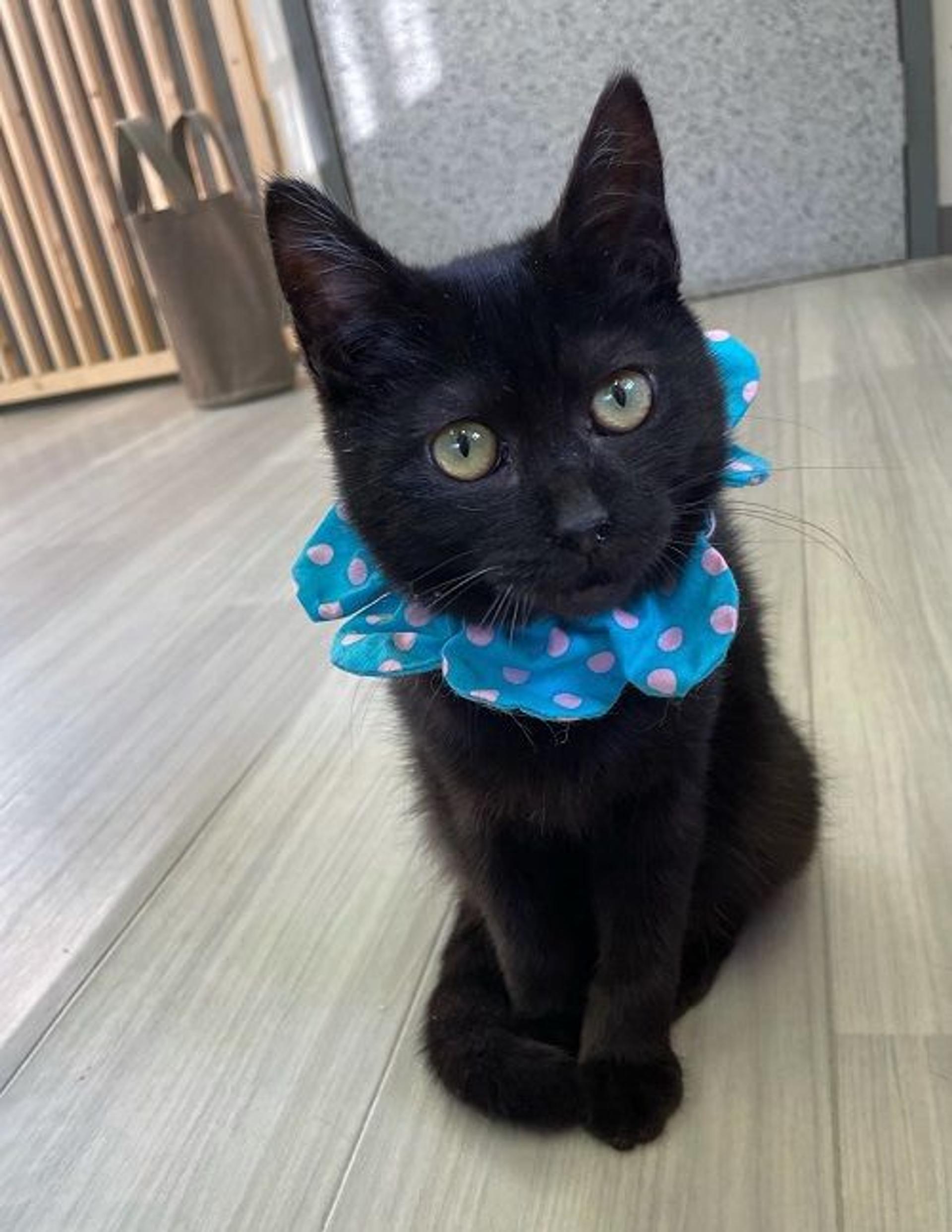 pet-image-2
