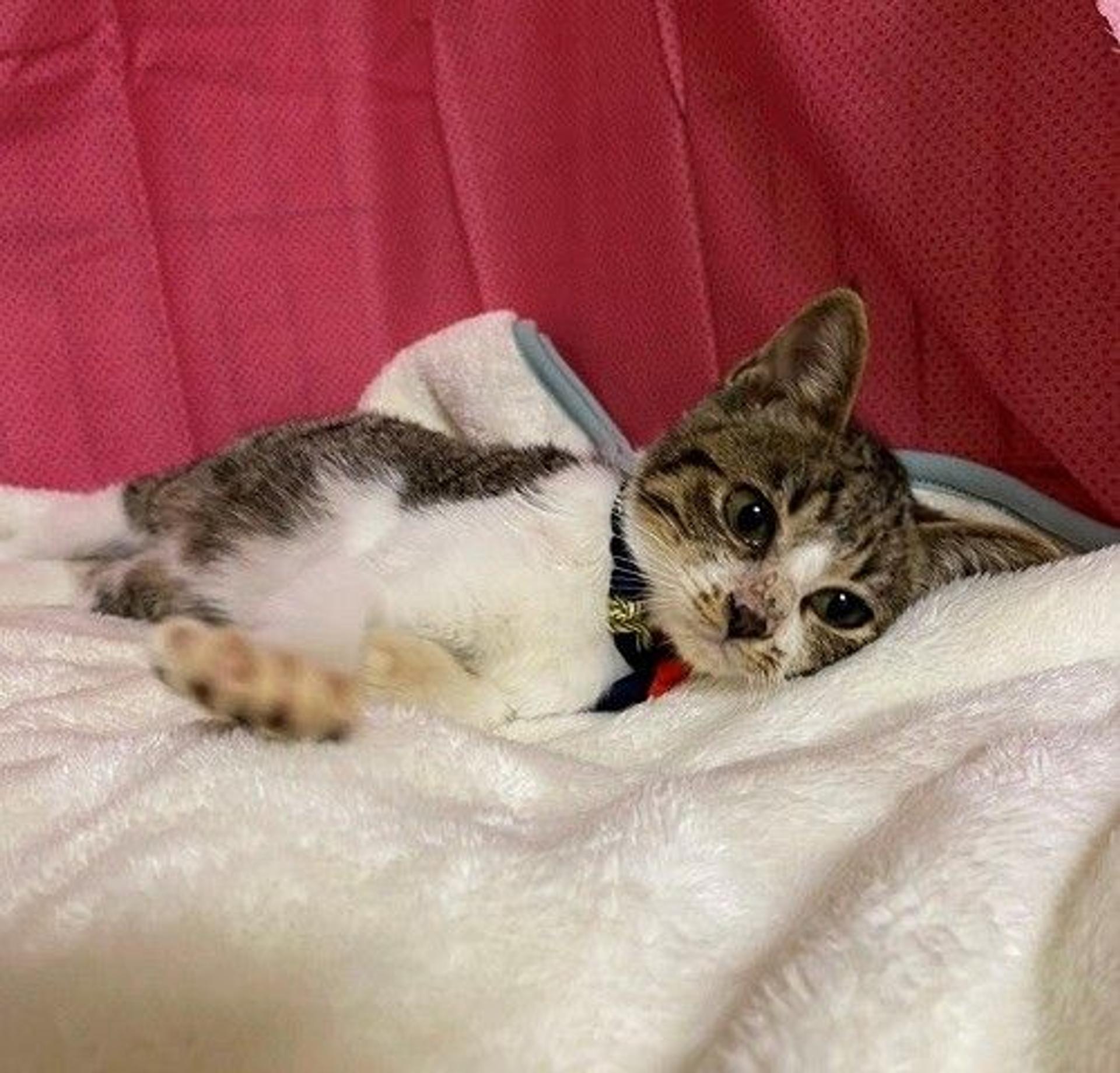 pet-image-3
