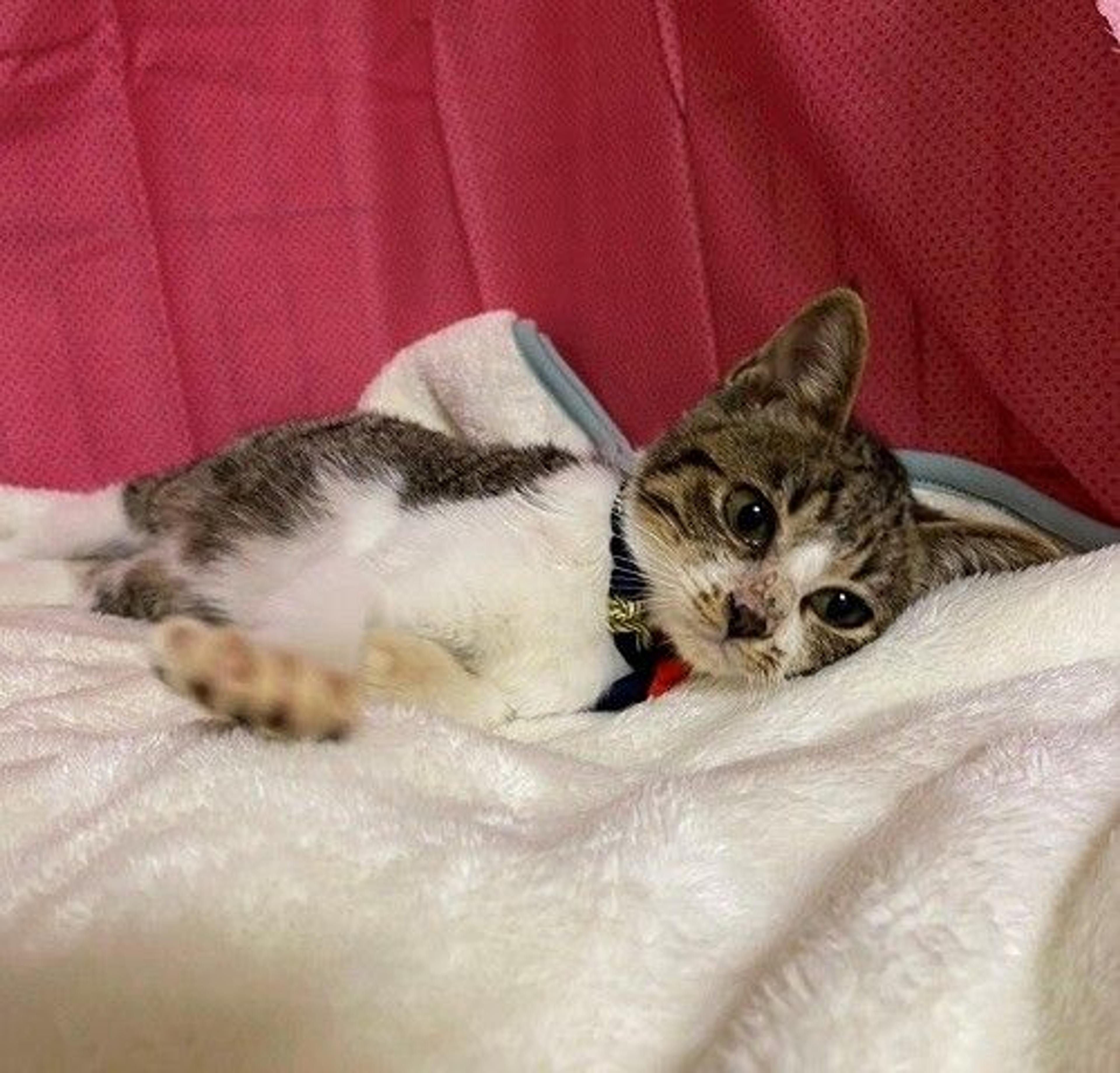 pet-image-3