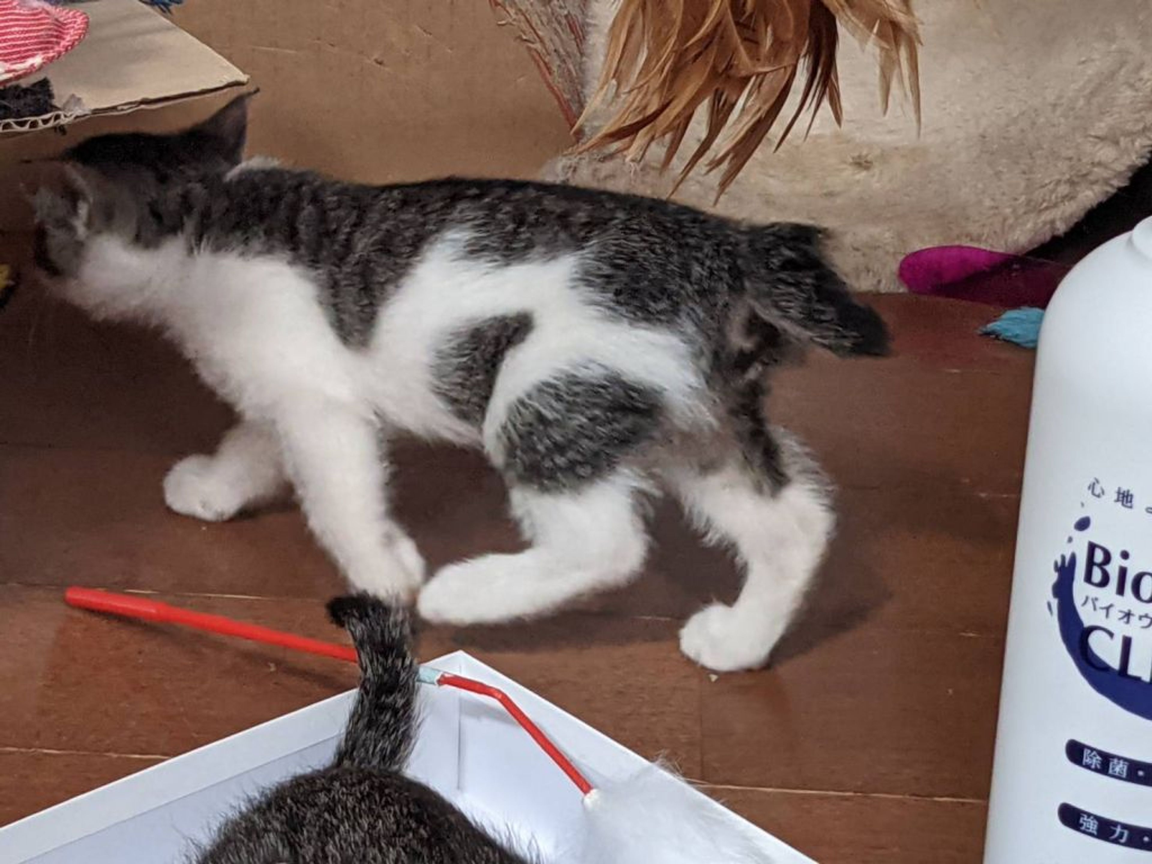 pet-image-2