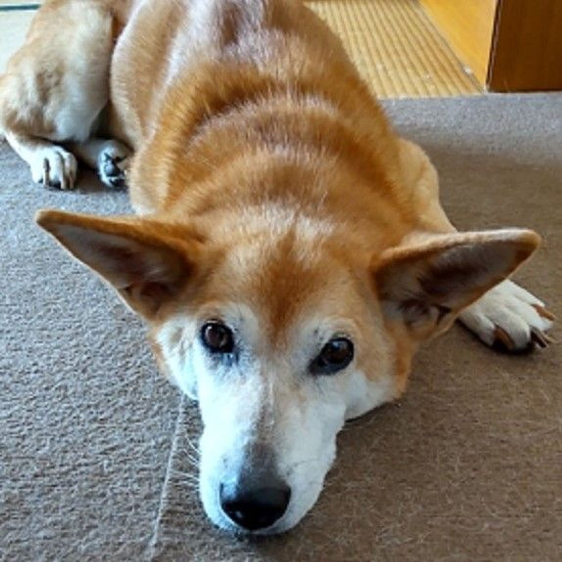雑種（ミックス犬）・メスの里親募集の写真