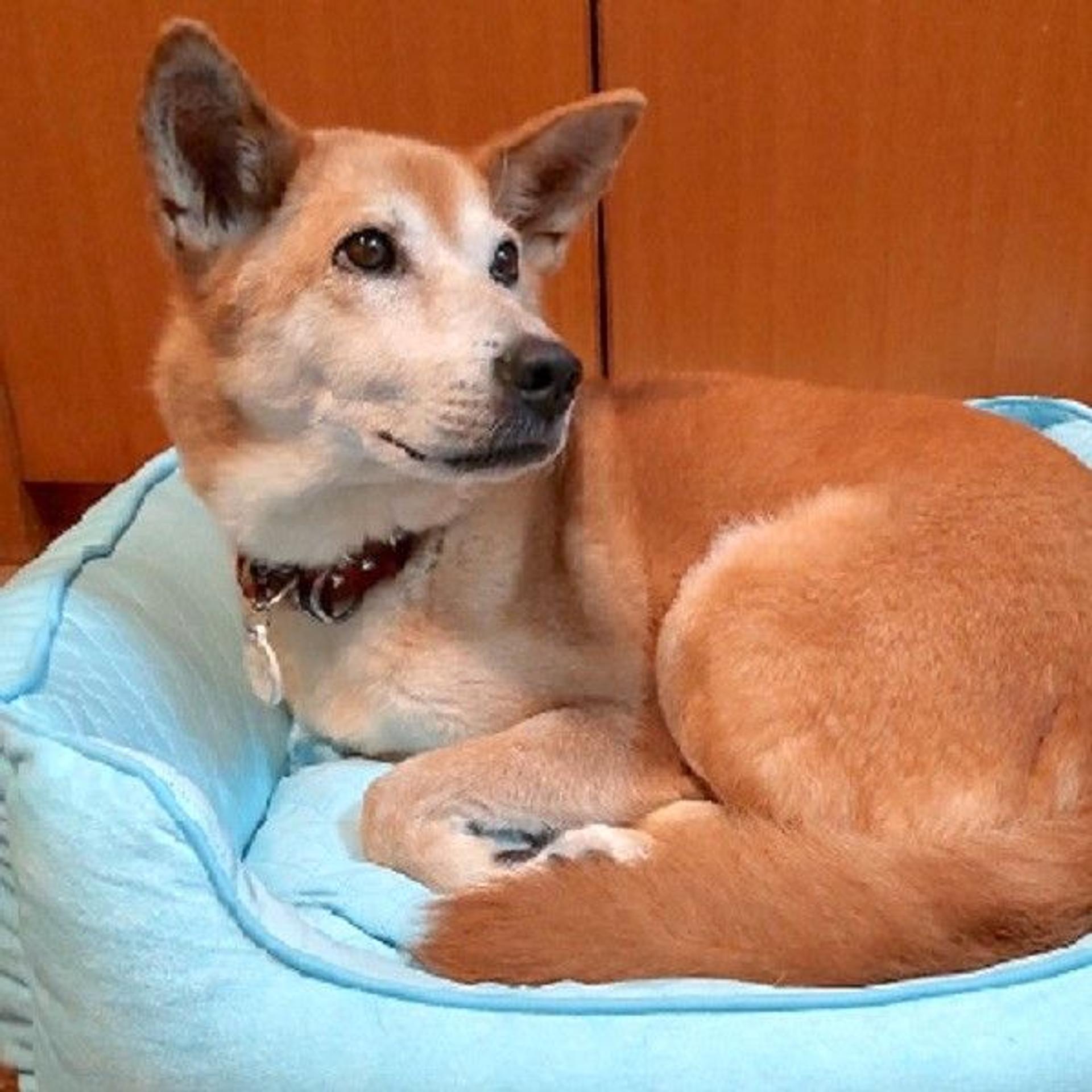 pet-image-3
