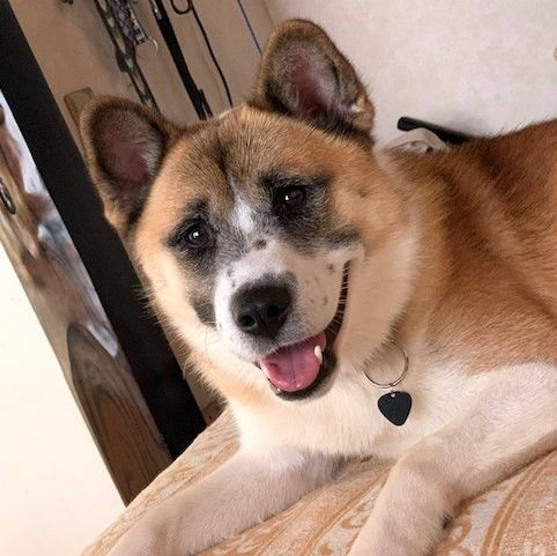 雑種（ミックス犬）・オスの里親募集の写真