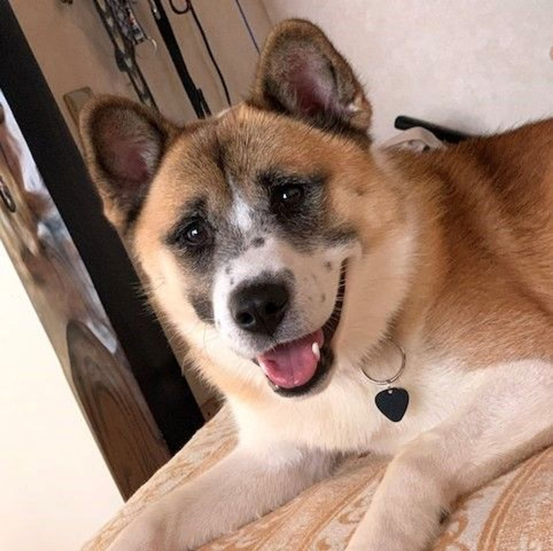 雑種（ミックス犬）・オスの里親募集の写真