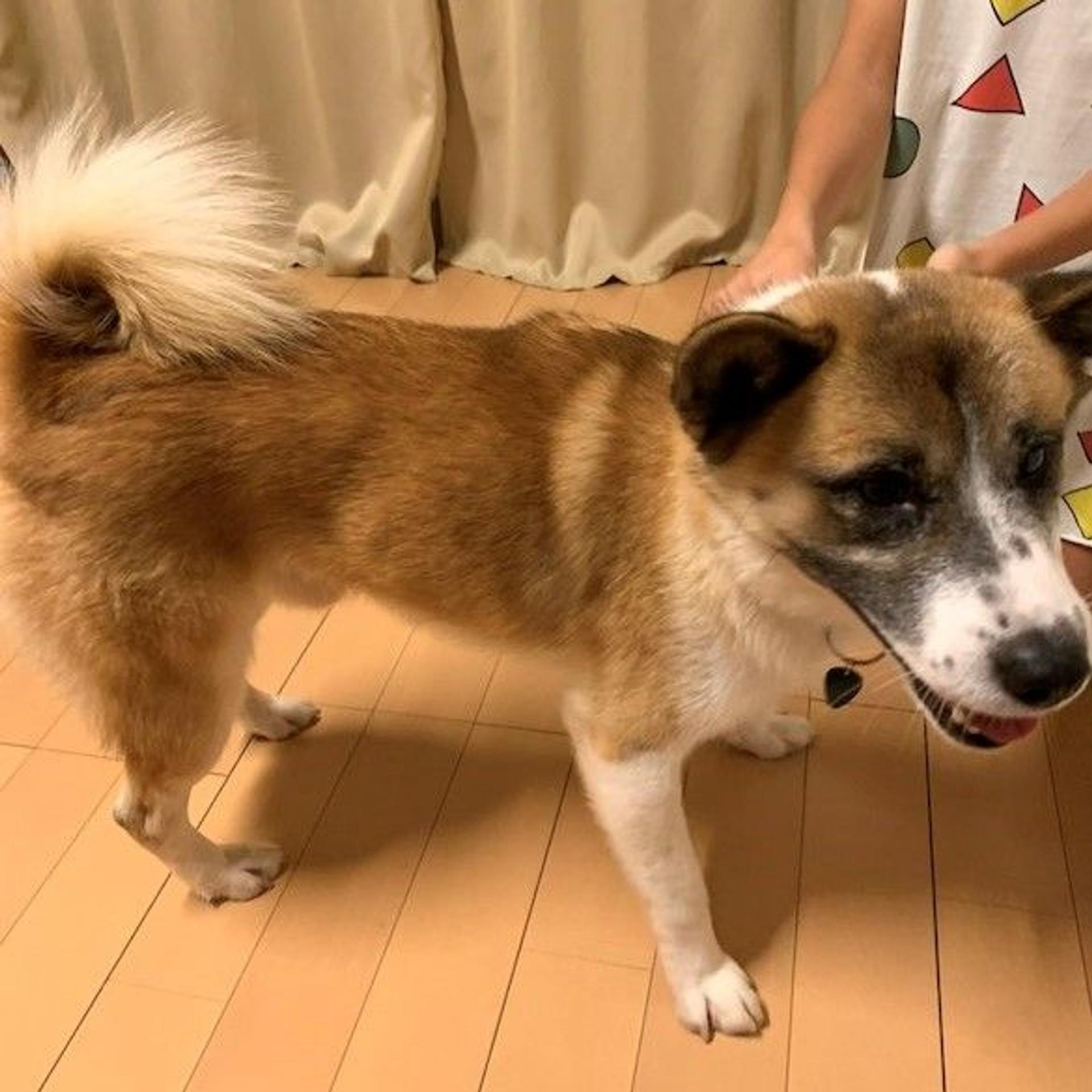pet-image-3