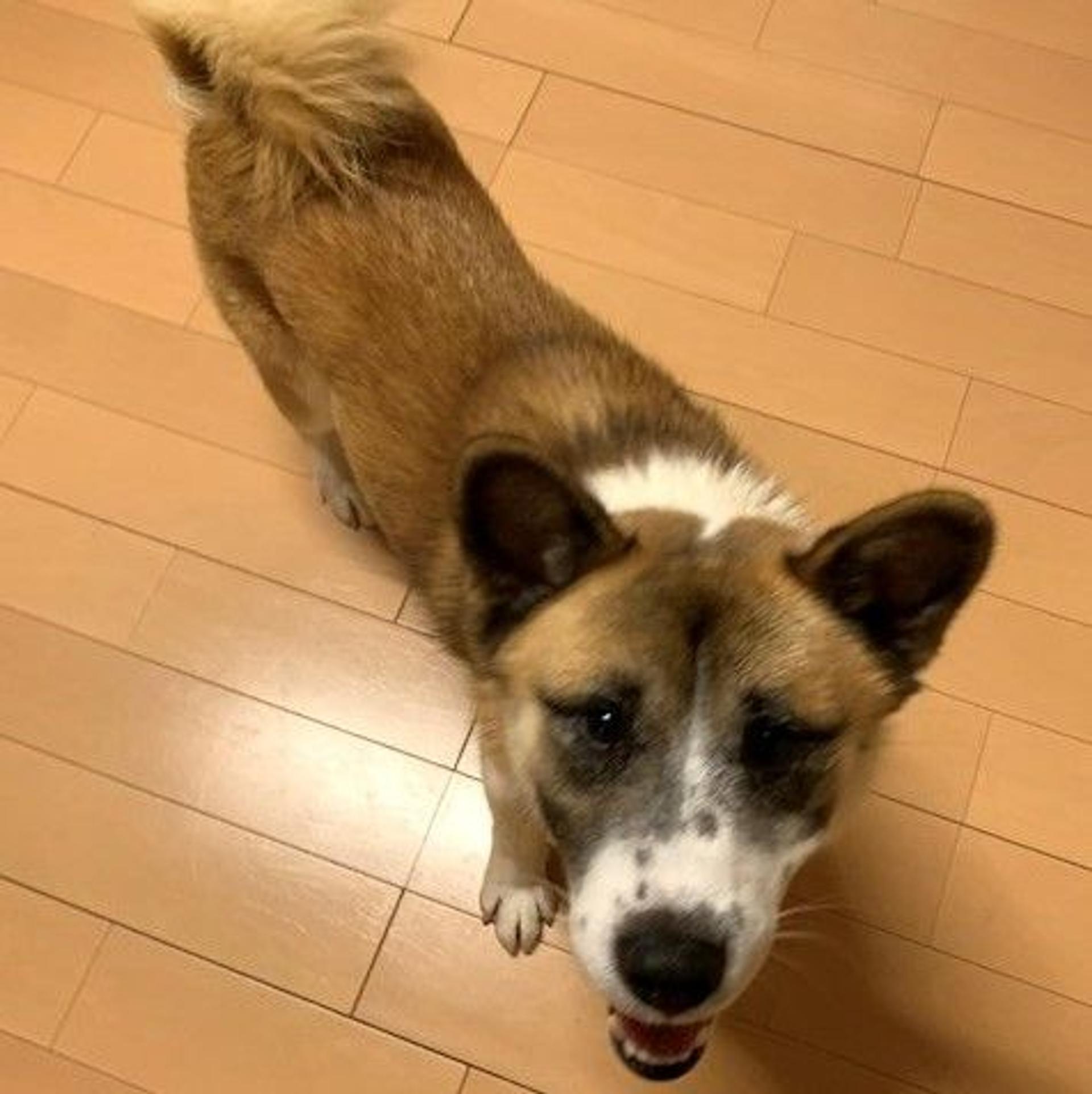 pet-image-4