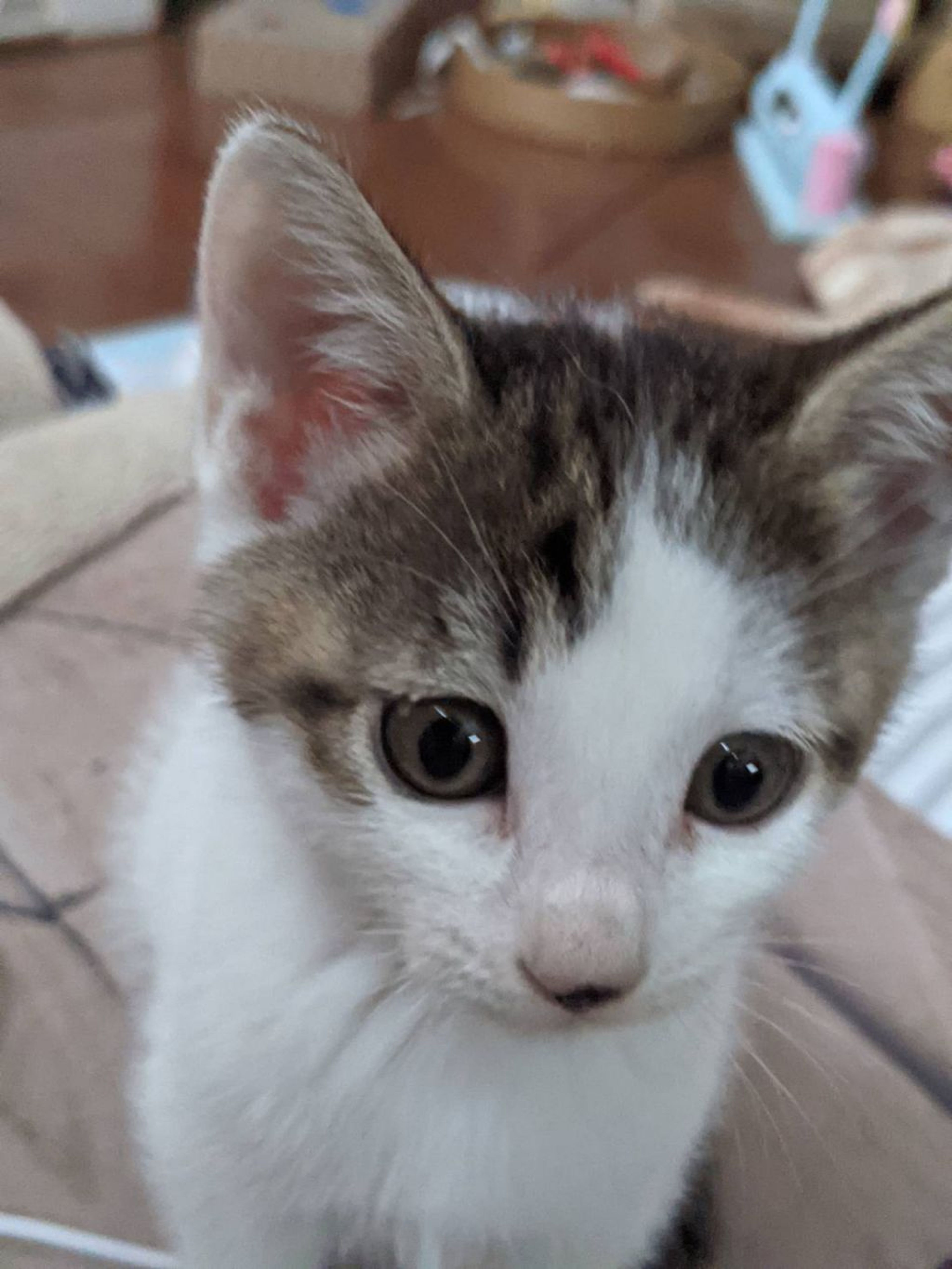pet-image-2