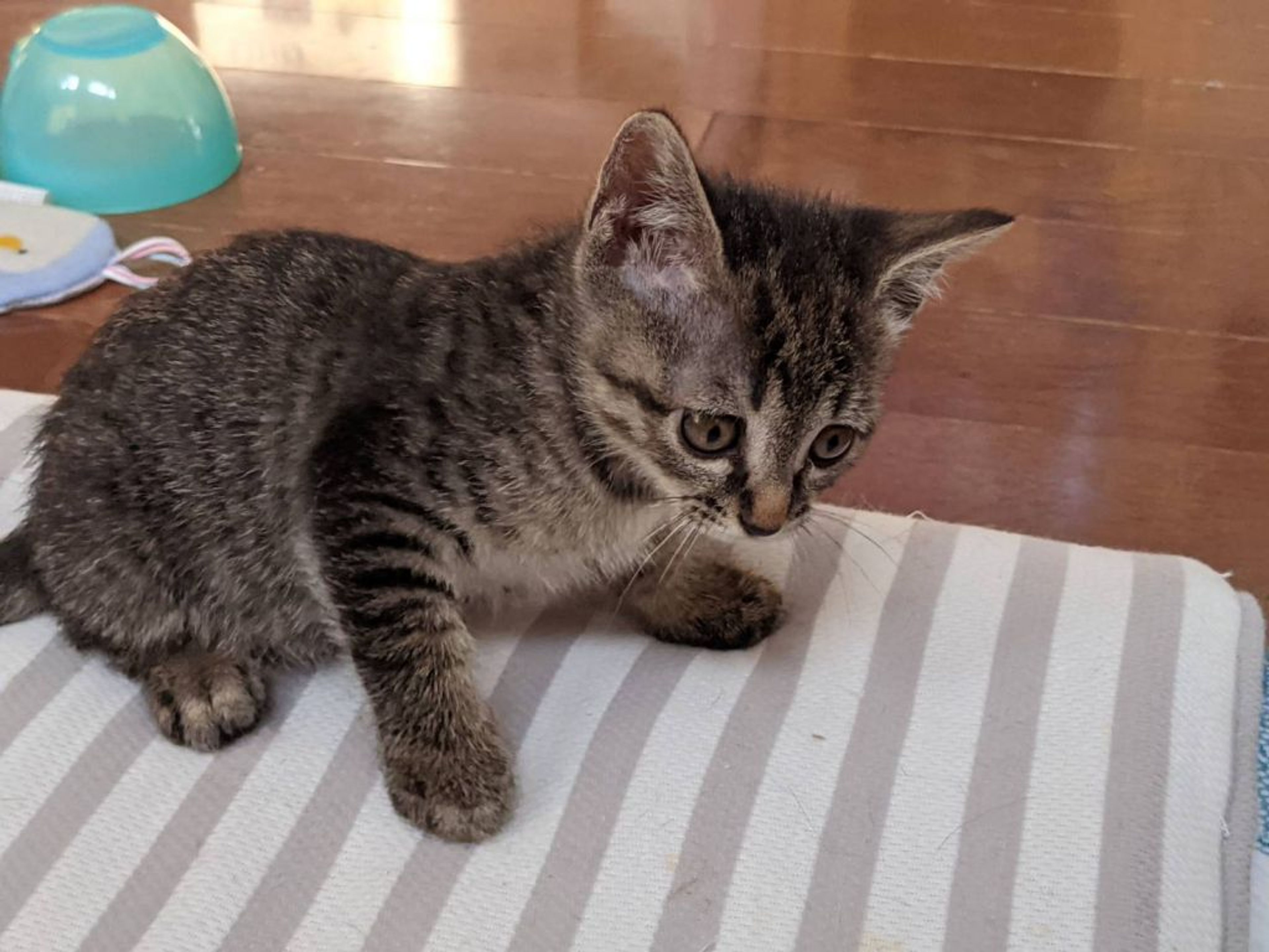 雑種（ミックス猫）・メスの里親募集の写真