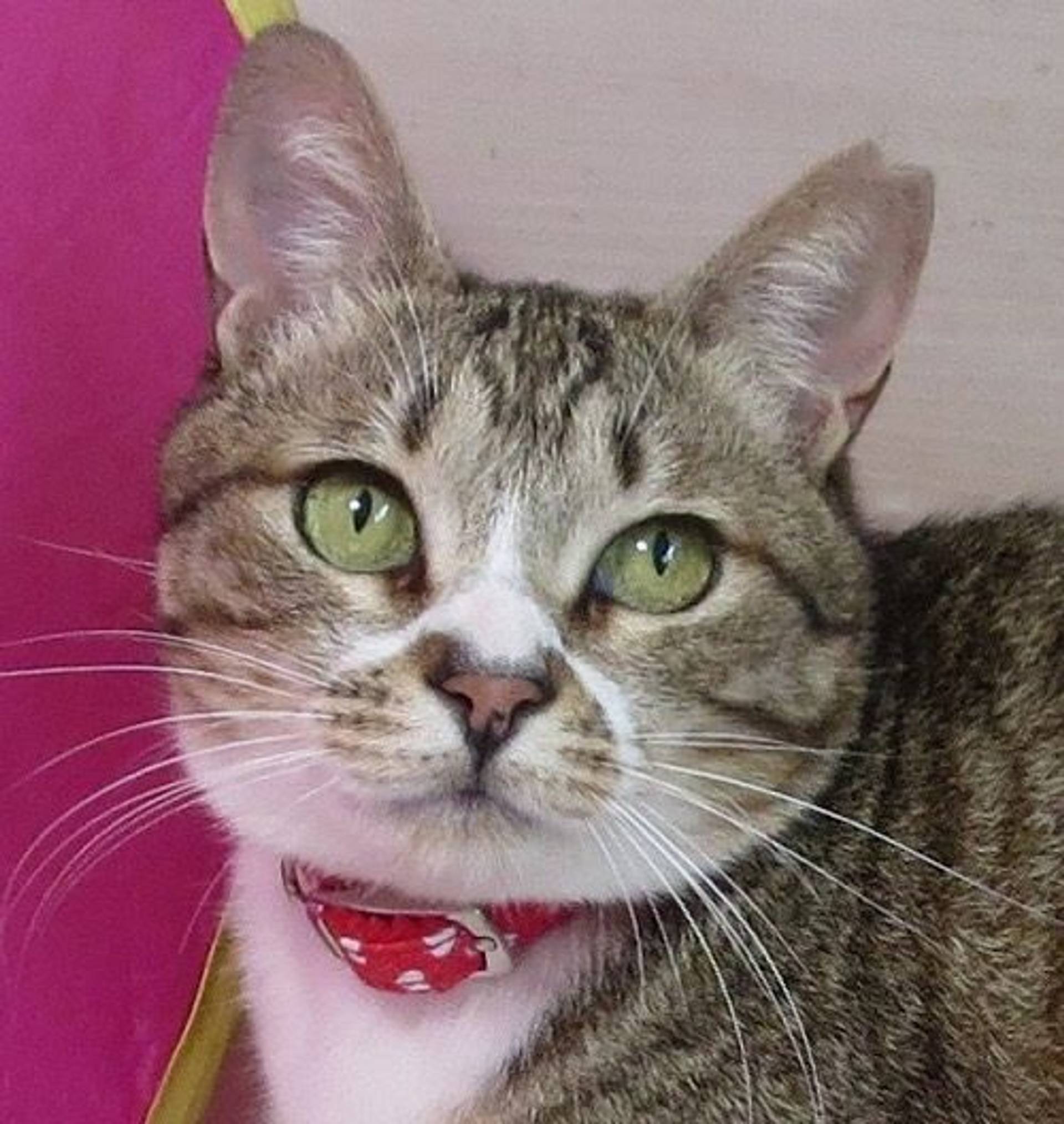 雑種（ミックス猫）・メスの里親募集の写真