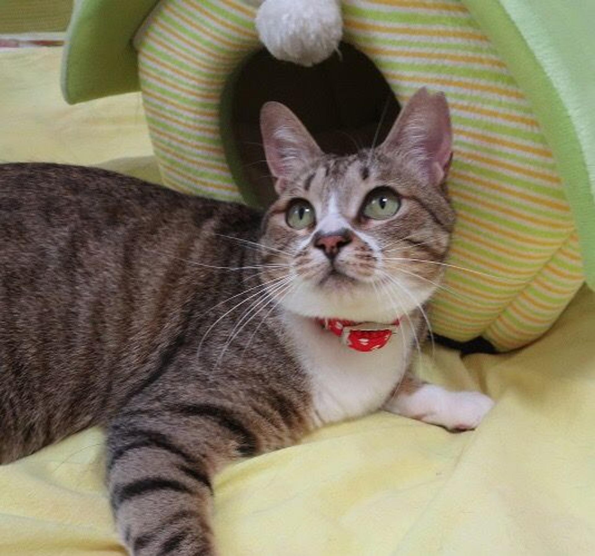 pet-image-2